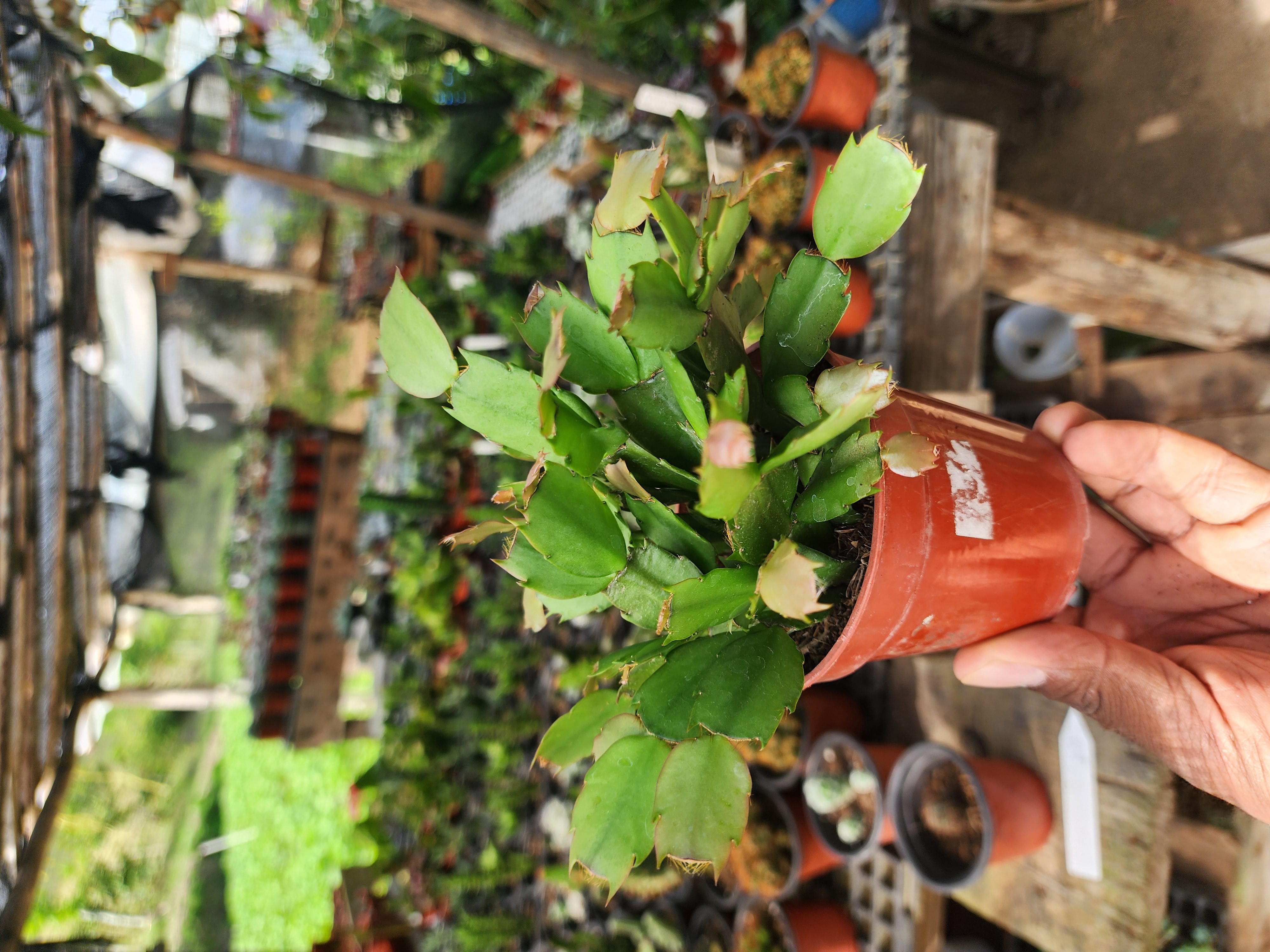 Cactus de Navidad