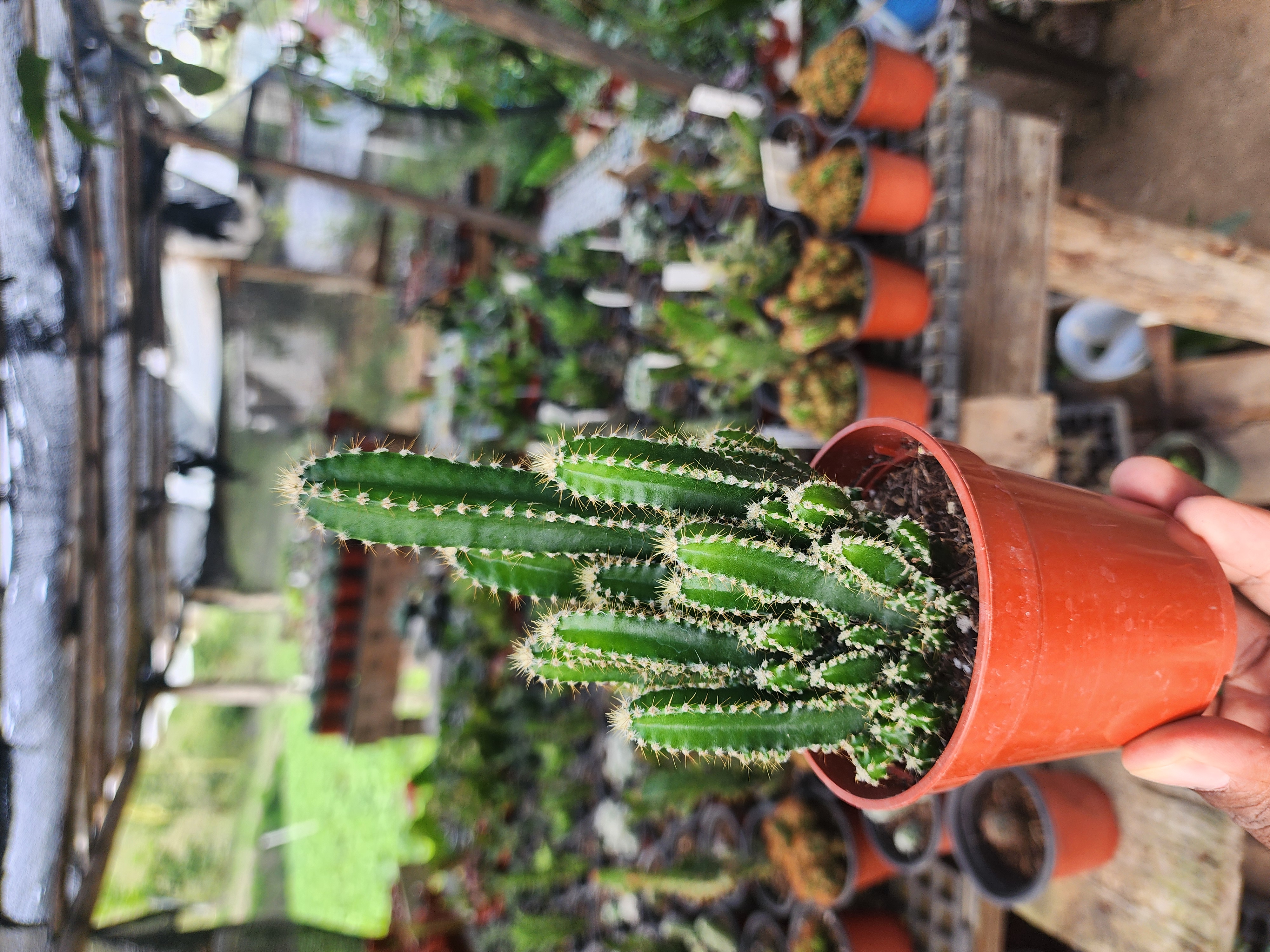 Cactus Castillo