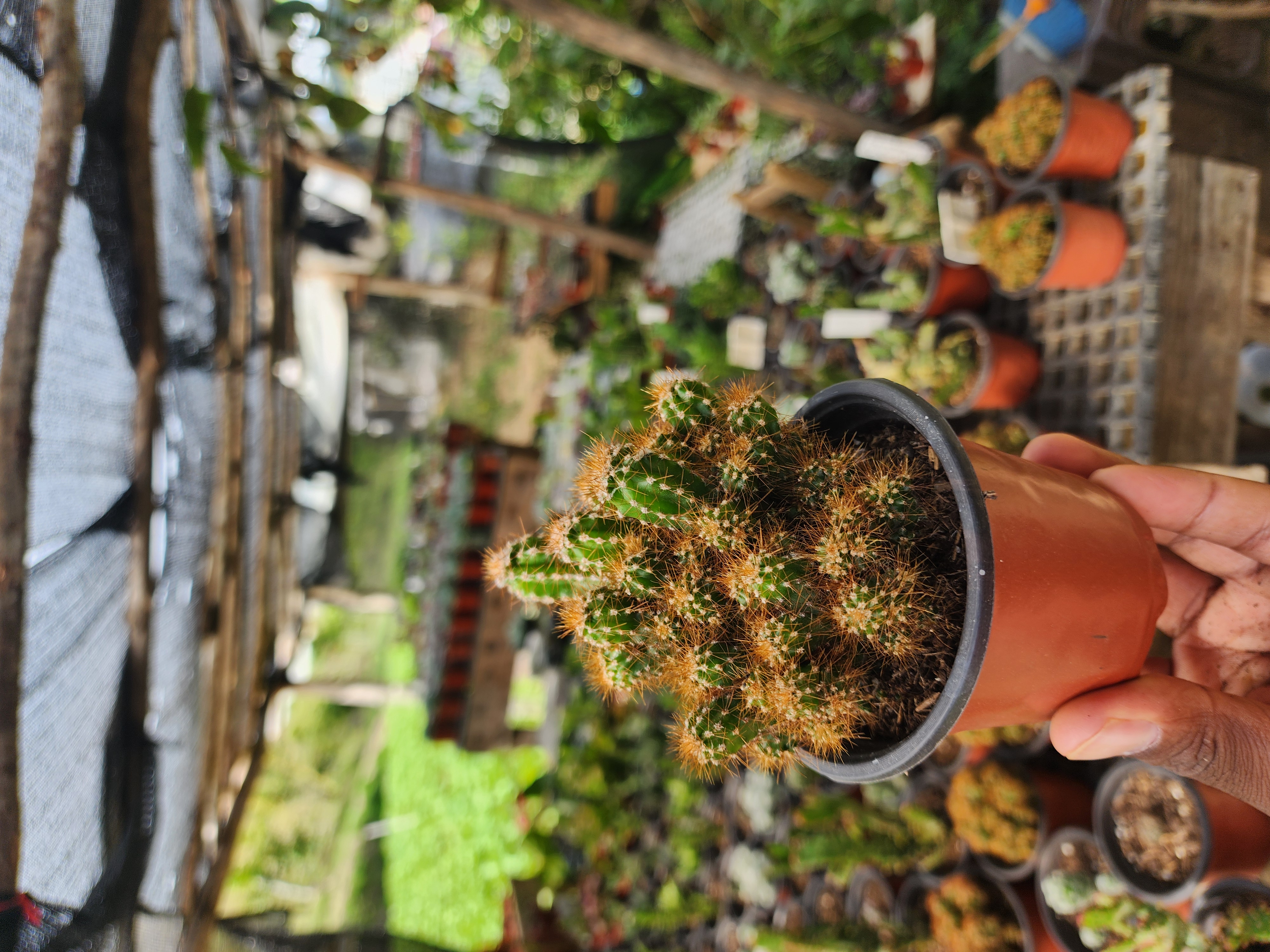 Cereus Perubianus Monstrosa