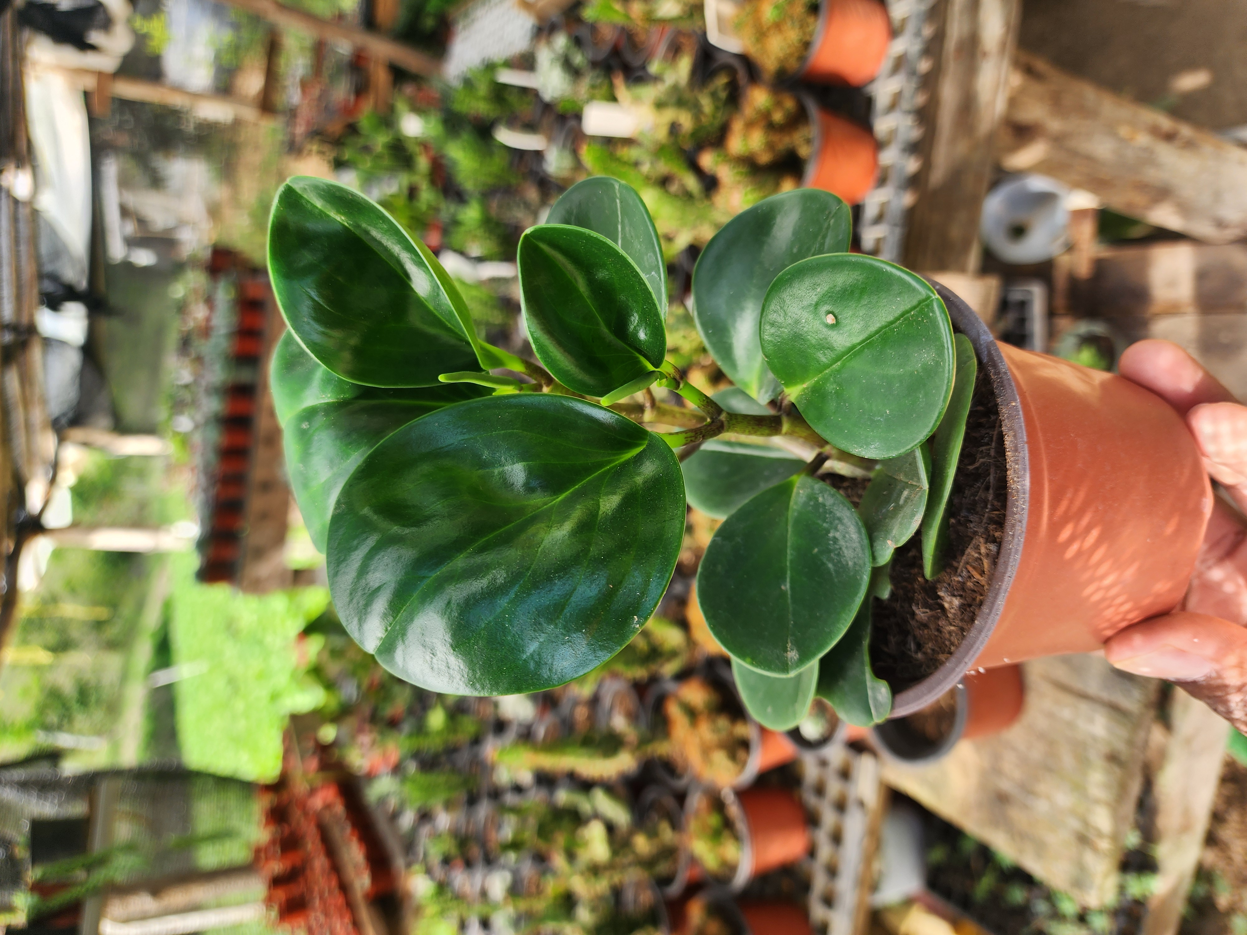 Peperomia Obtusifolia