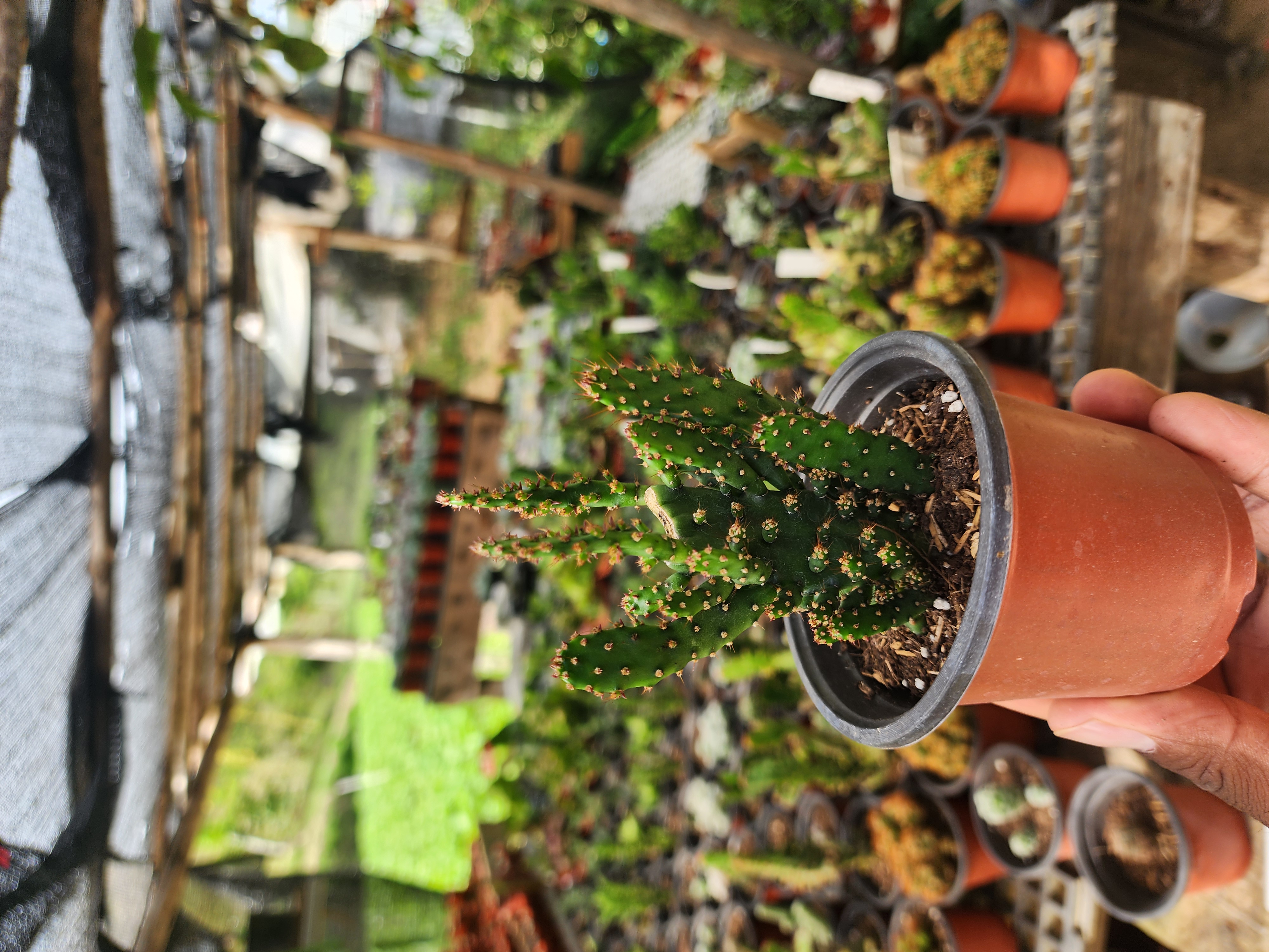 Opuntia Monacantha