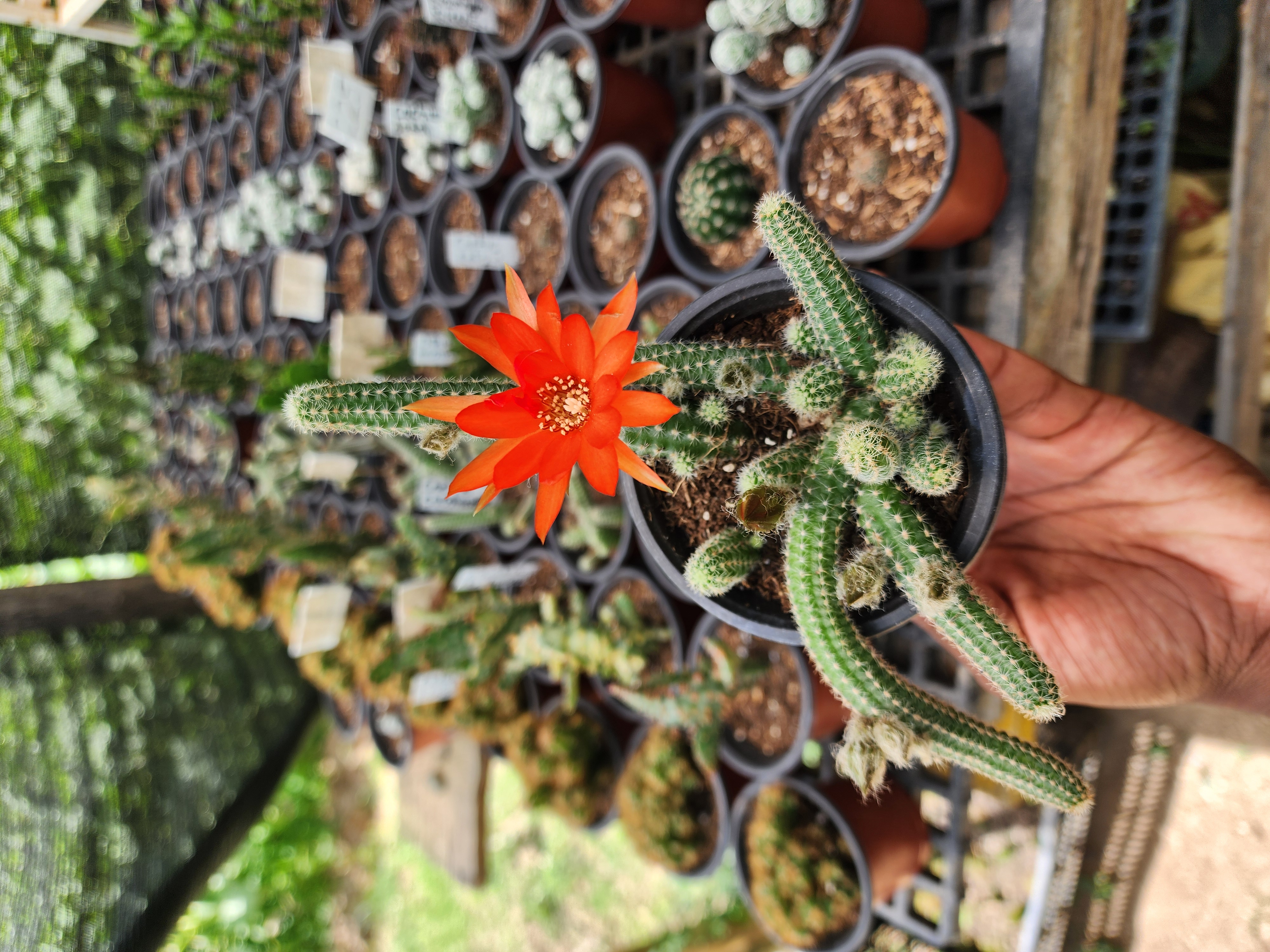 Echinopsis Chamaecereus (Cactus Cacahuate)