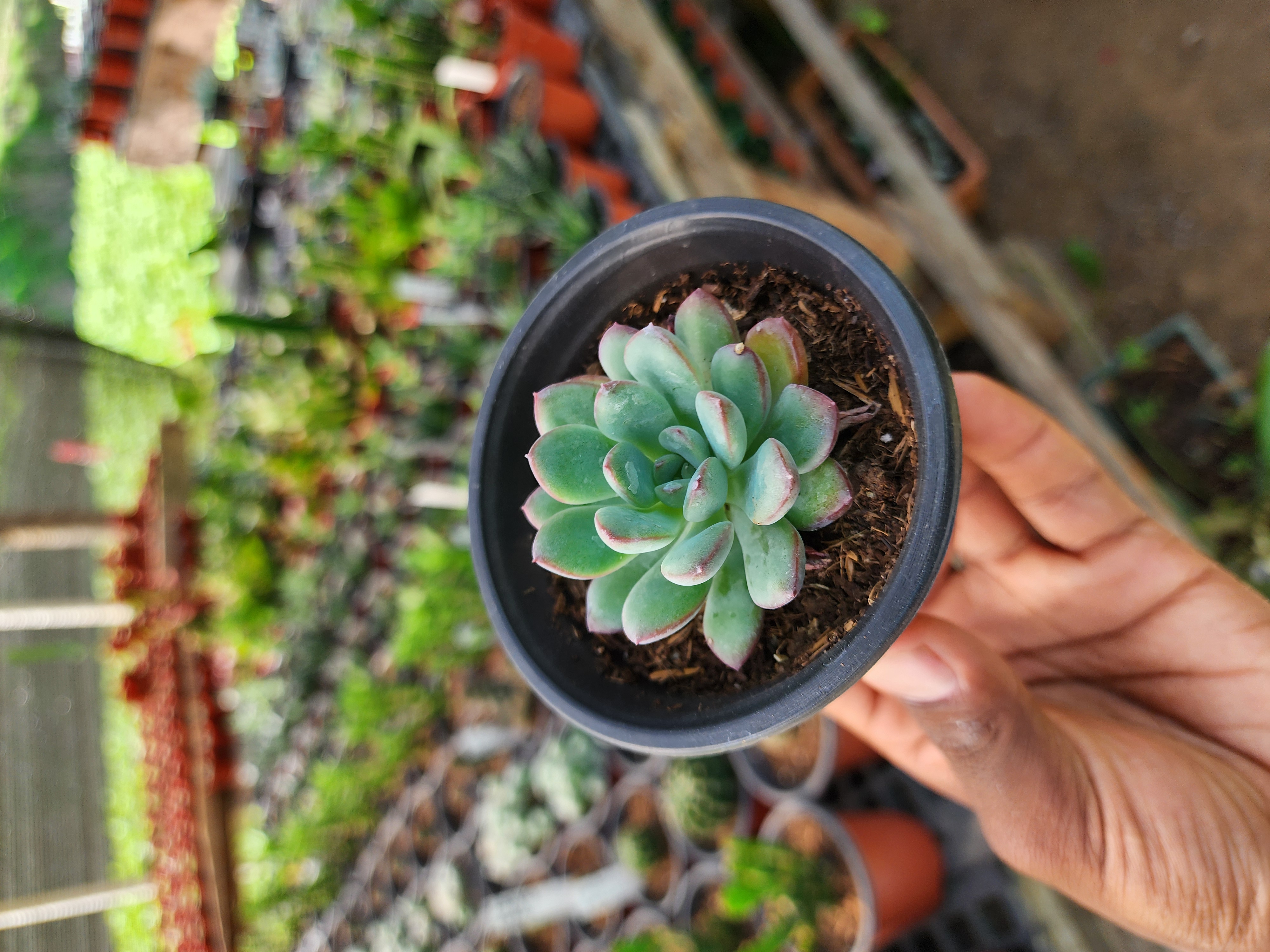 Pachyveria Claire