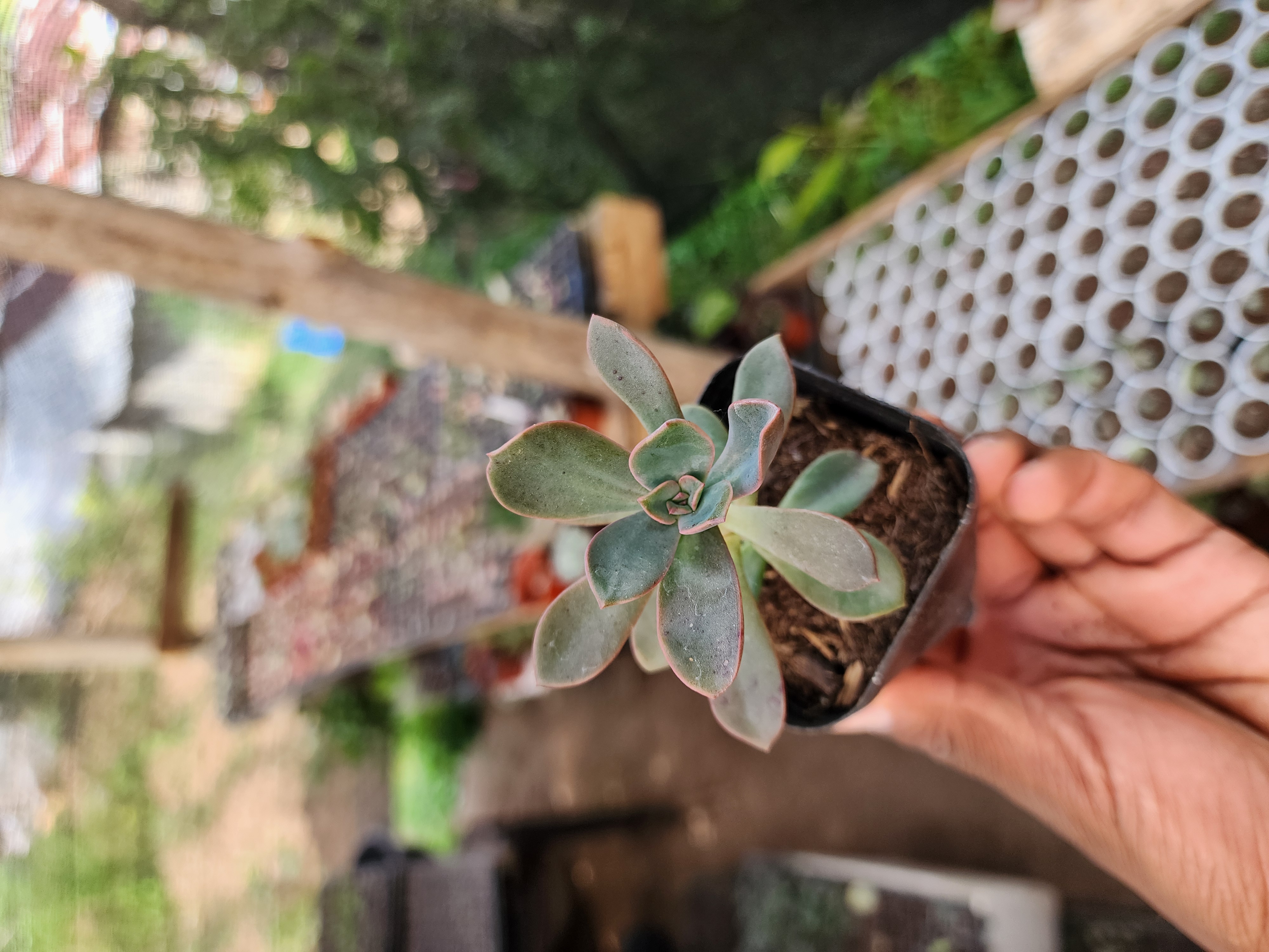 Graptoveria Fénix