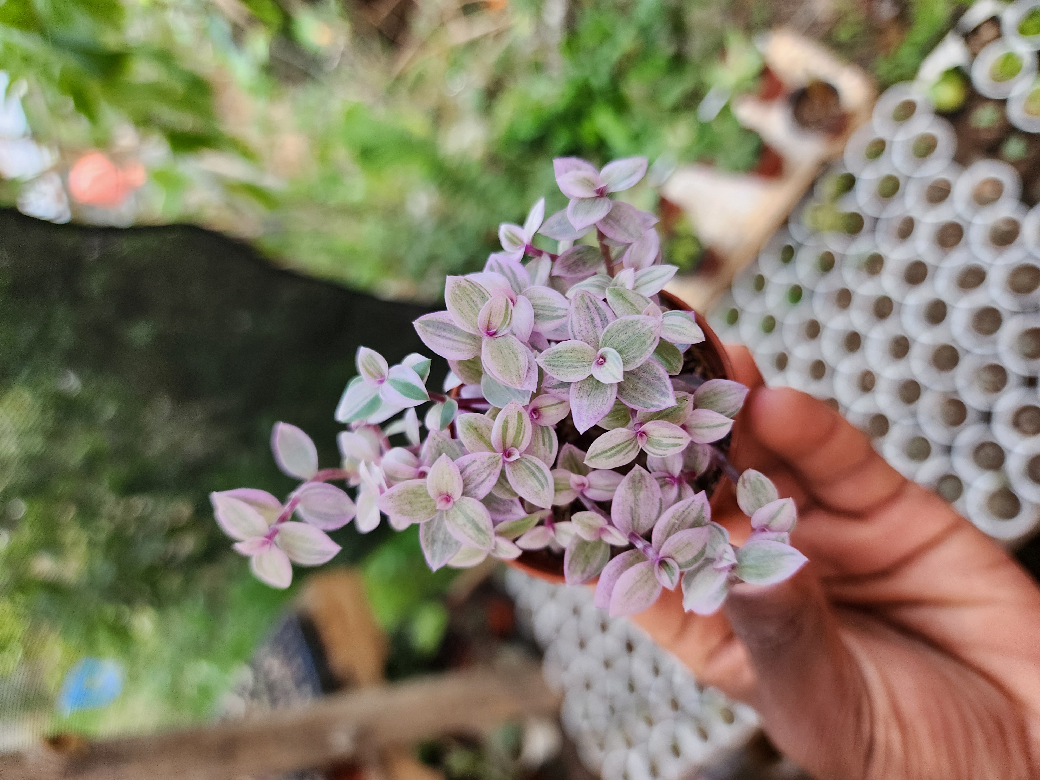 Callisia Repens Pink Lady