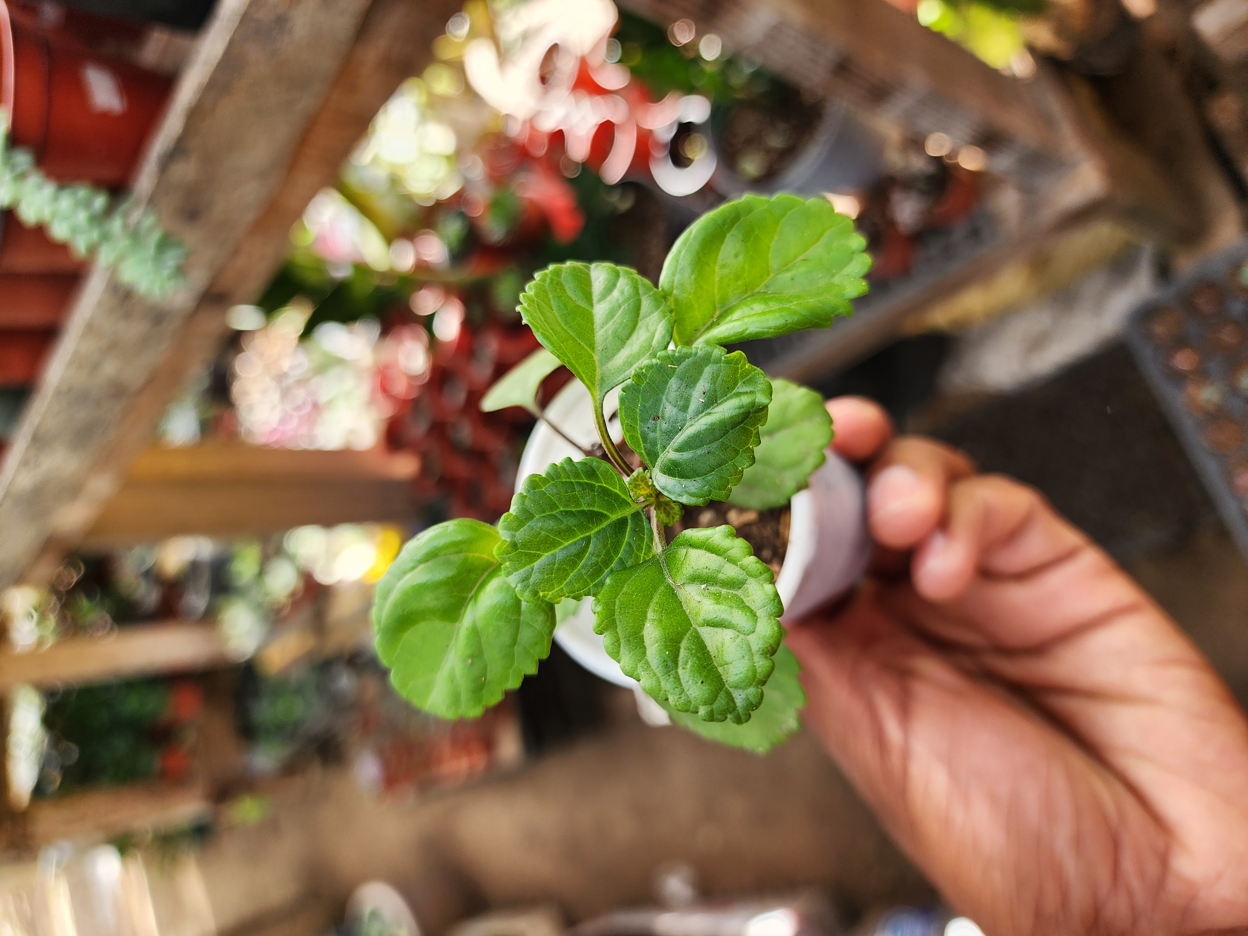 Plectranthus Verticillatus (Planta del Dinero)