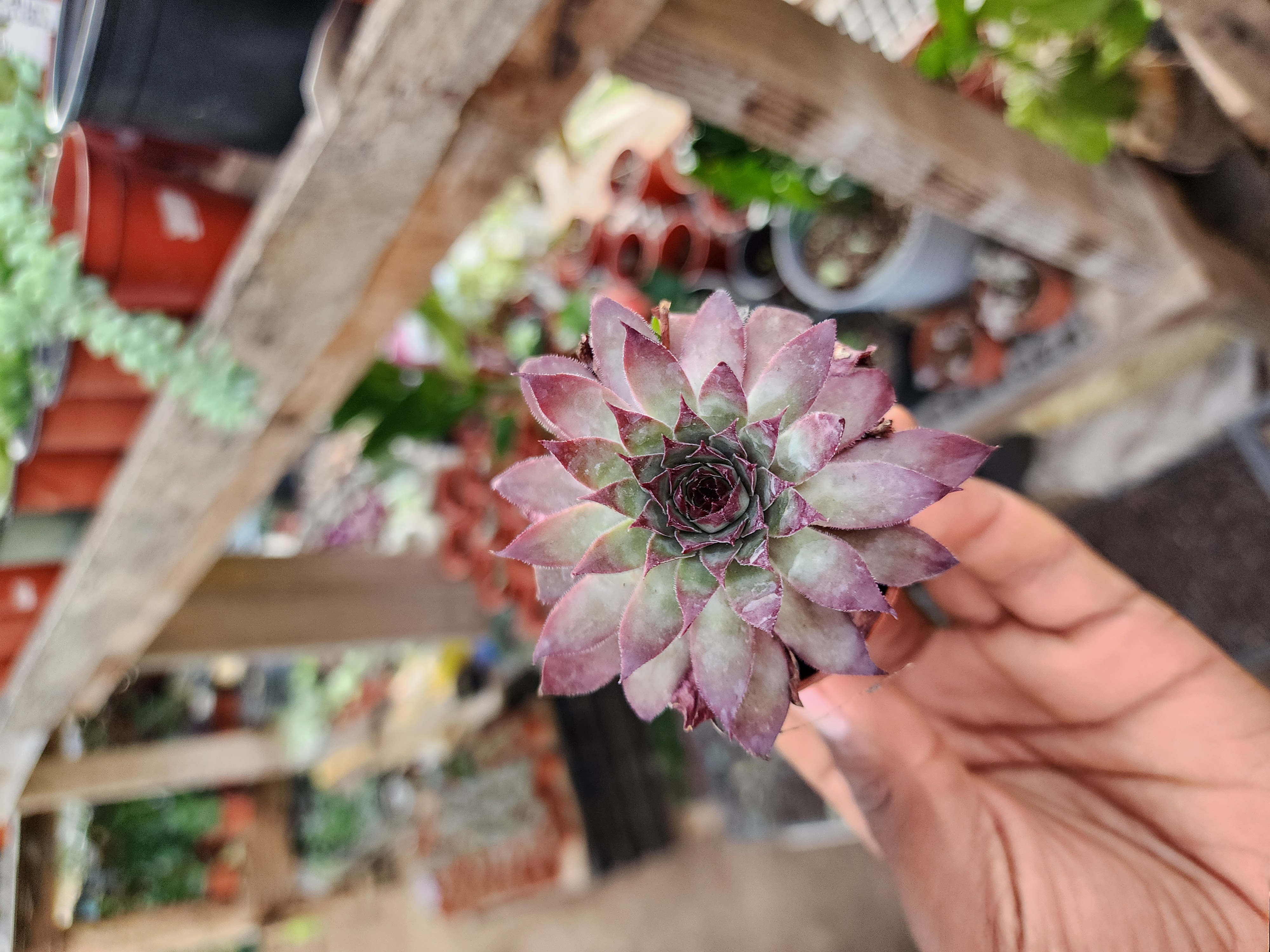 Sempervivum Spp 02
