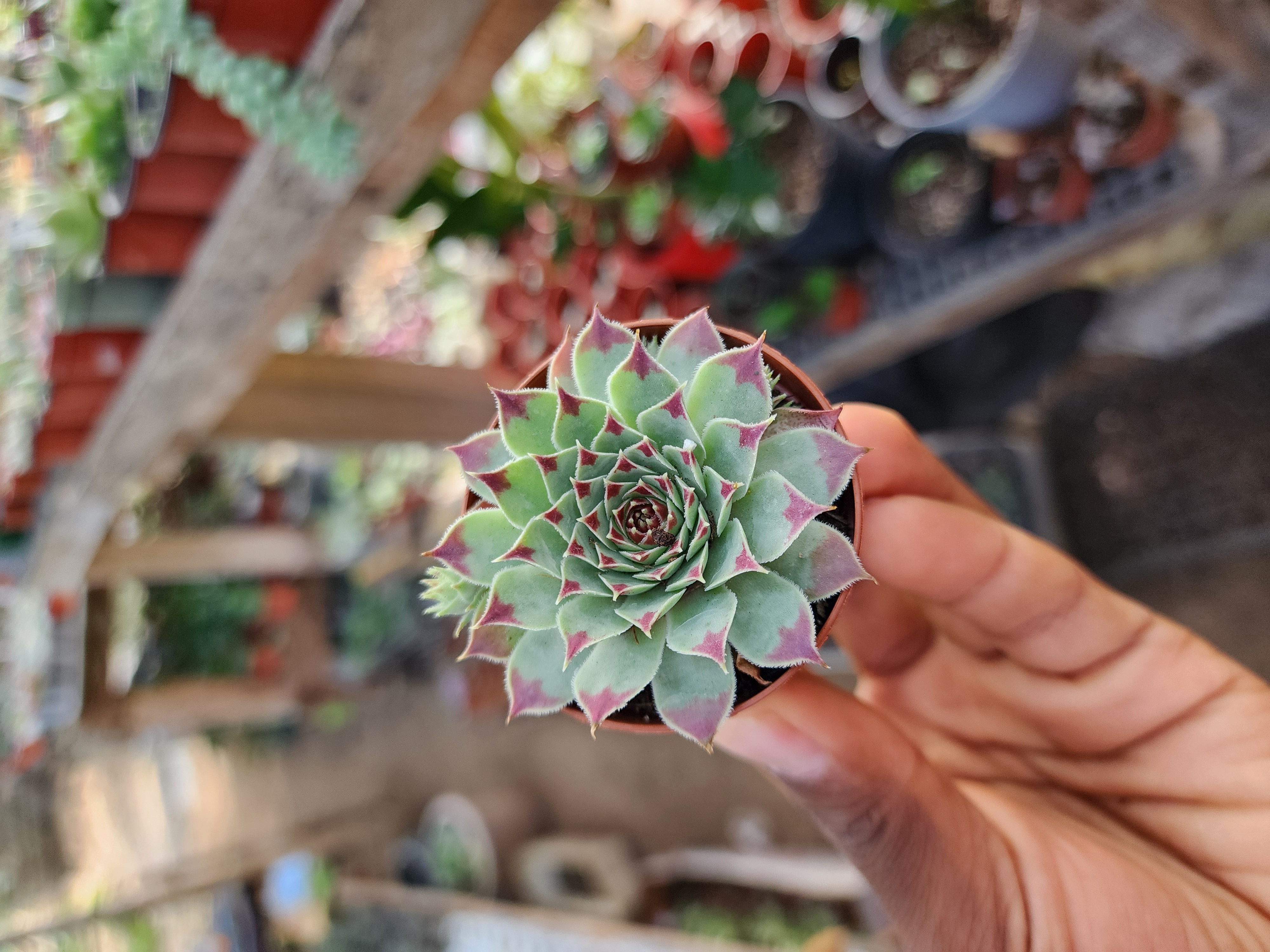 Sempervivum Spp 03