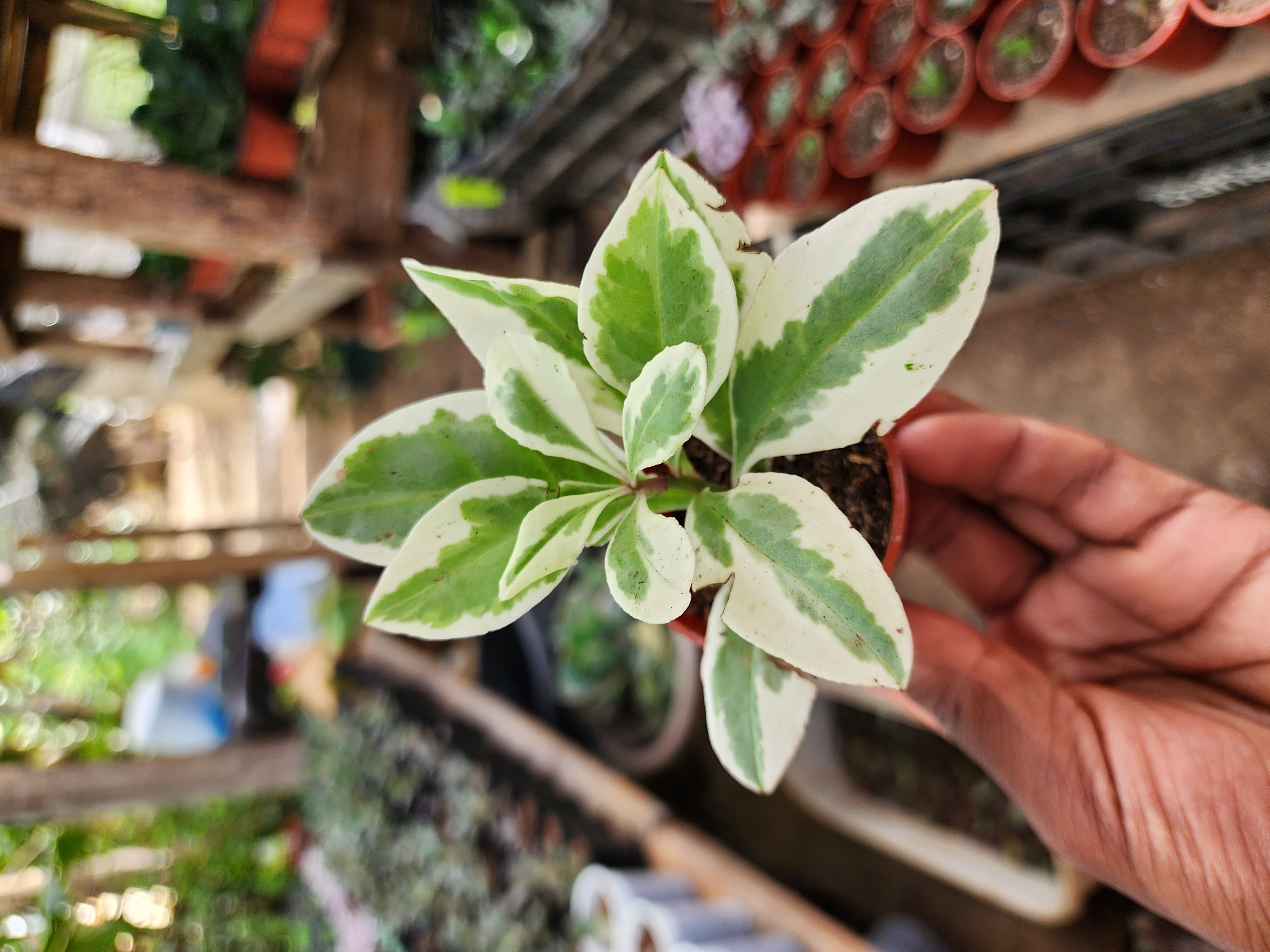 Talinum Paniculatum `Variegada` (Joyas de Opar)