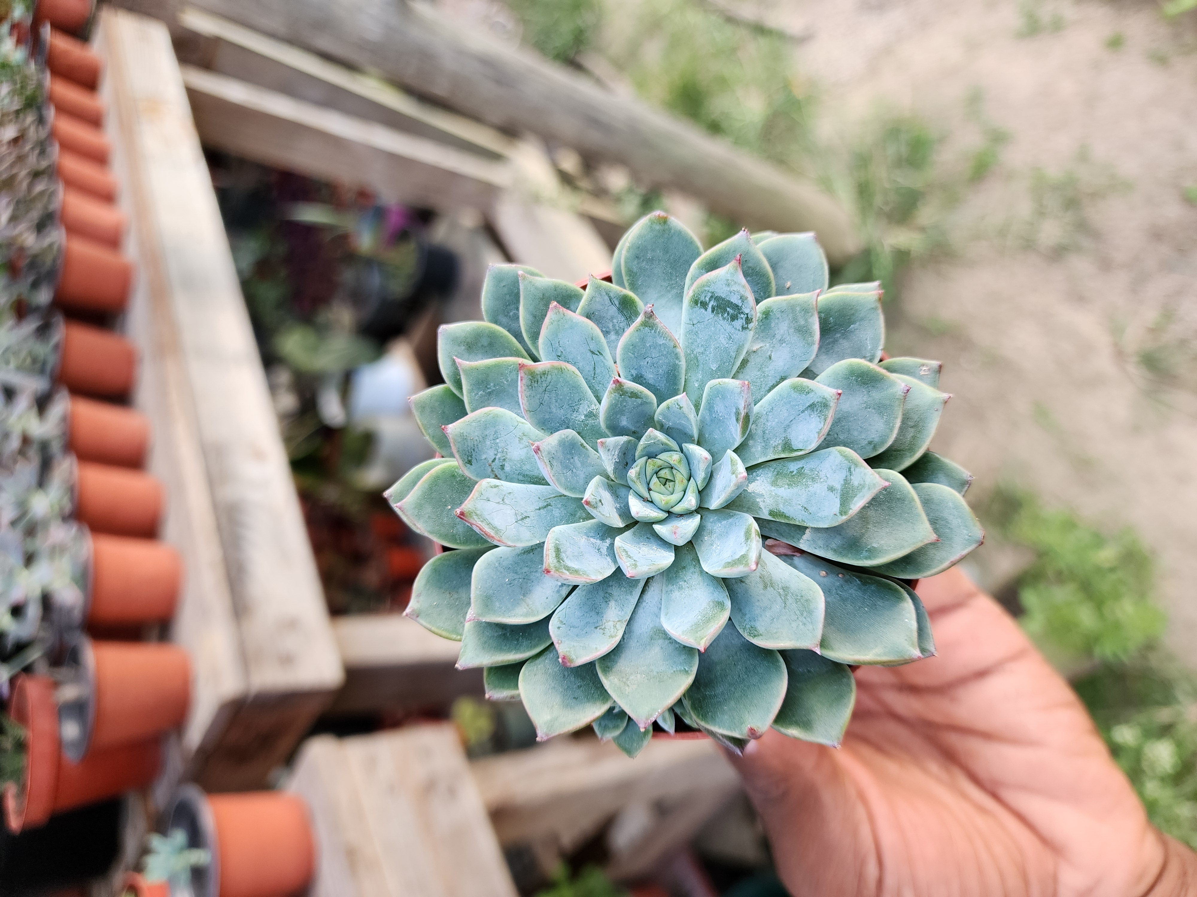 Graptopetalum  Vega