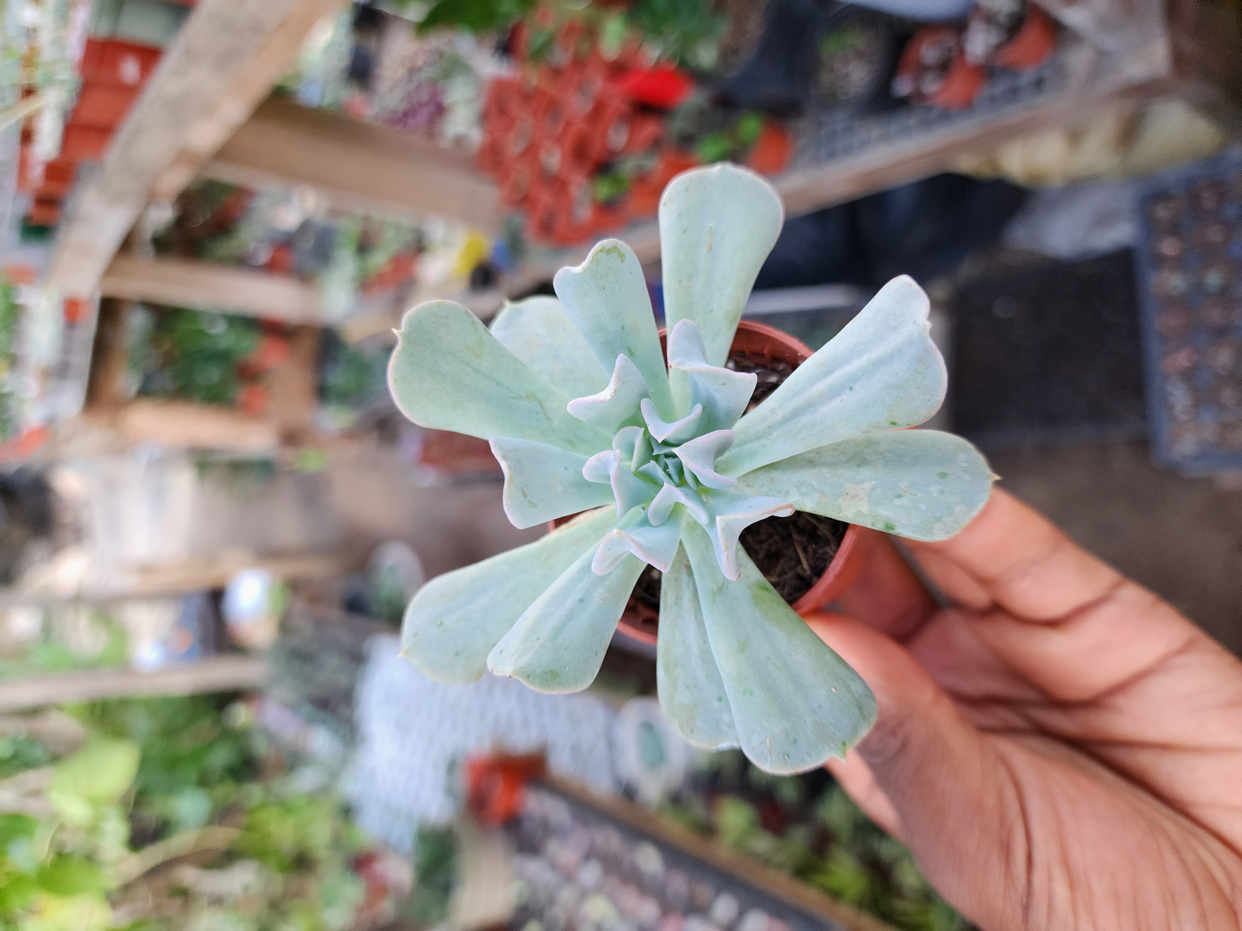 Echeveria Runyonii Topsy Turvy