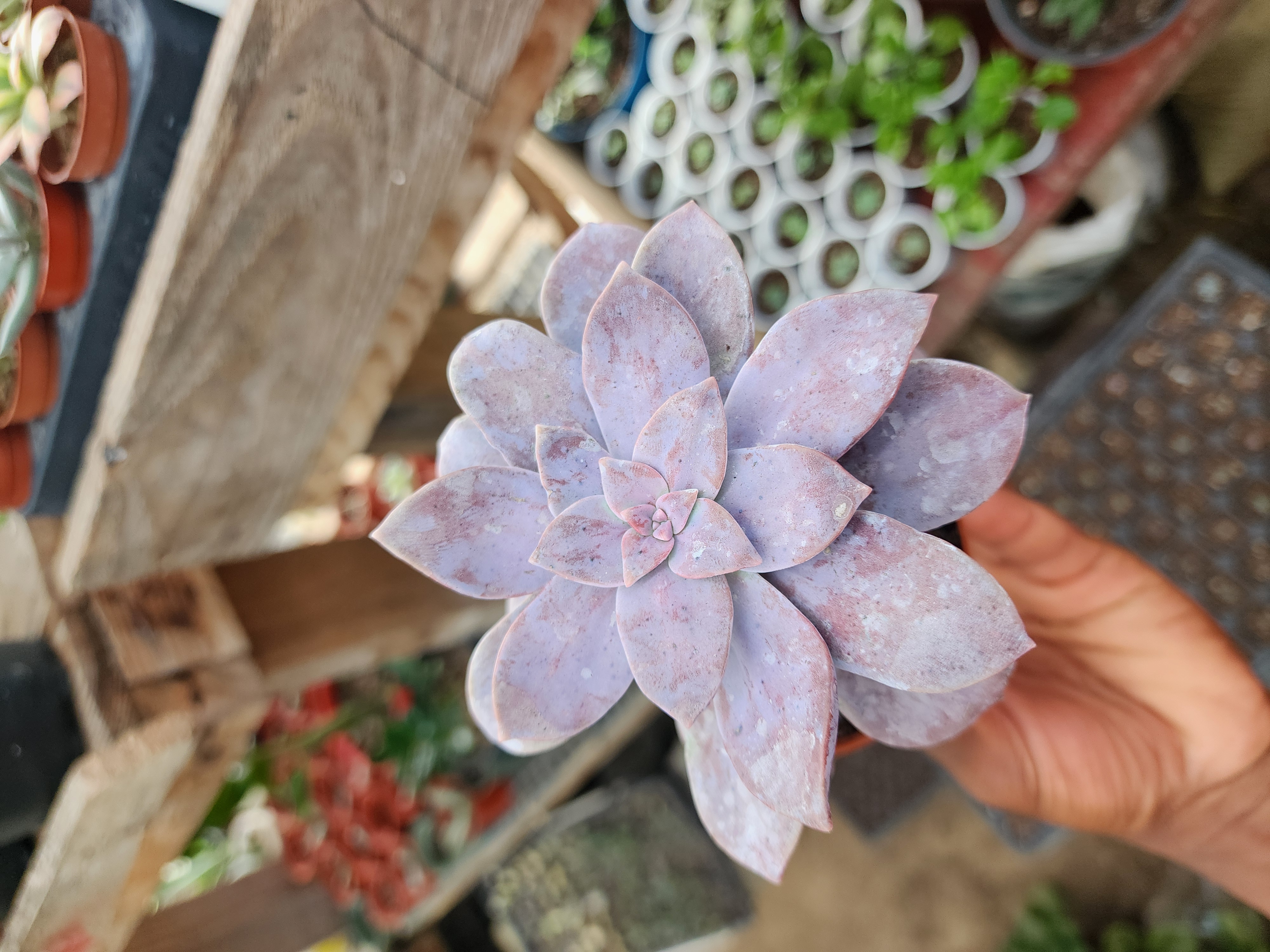Graptopetalum Superbum