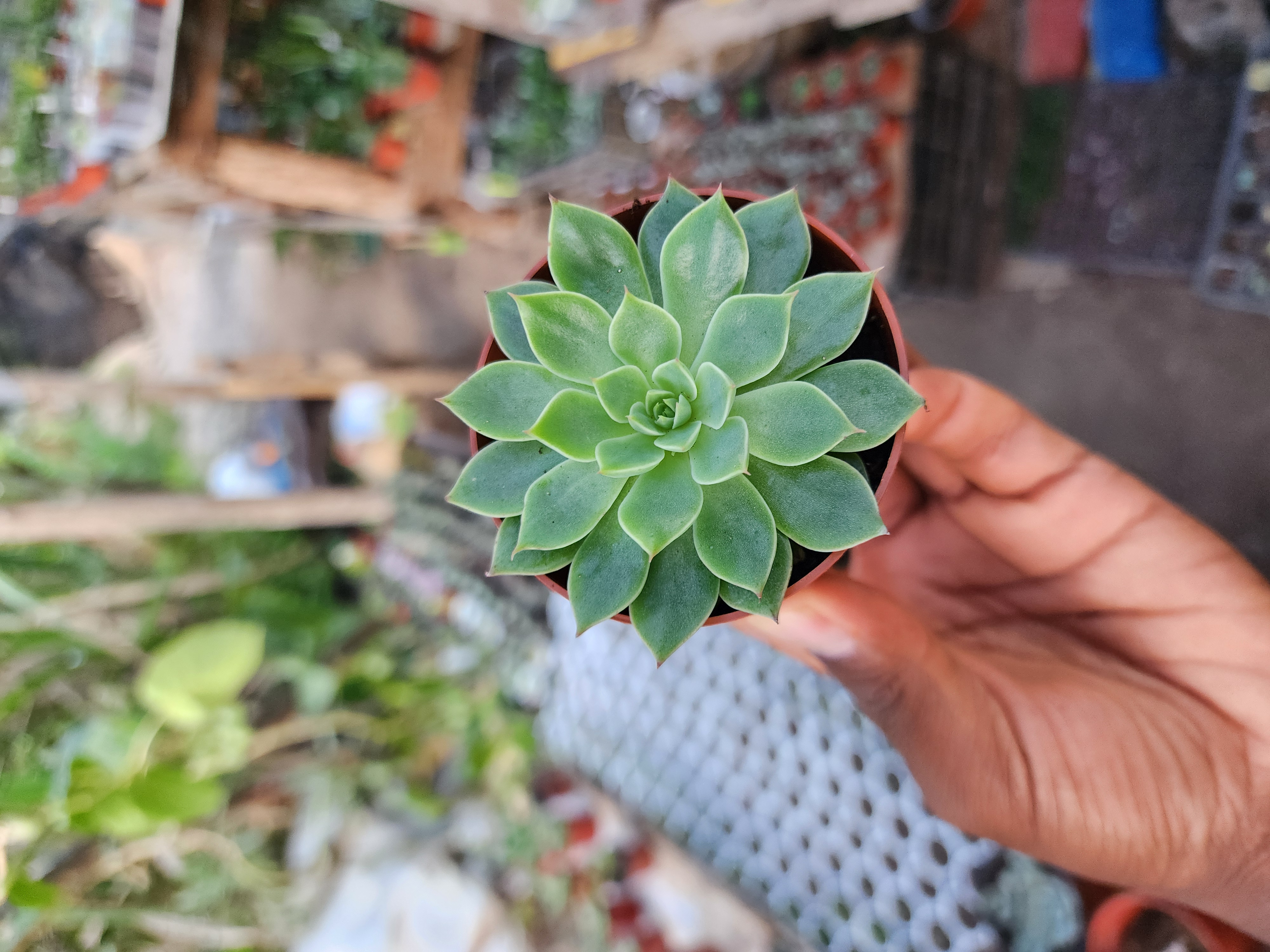 Graptopetalum Altair