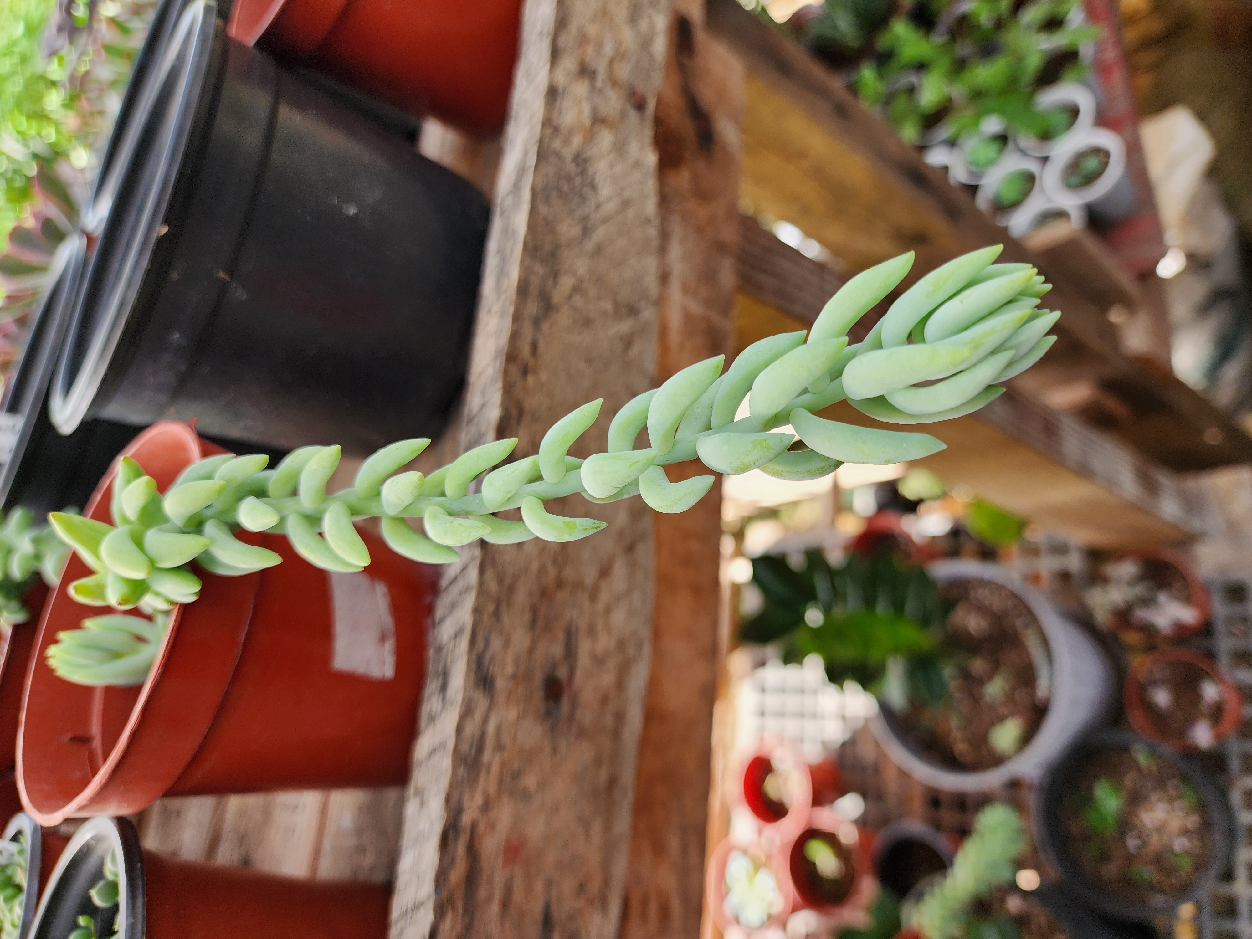 Sedum  Morganianum