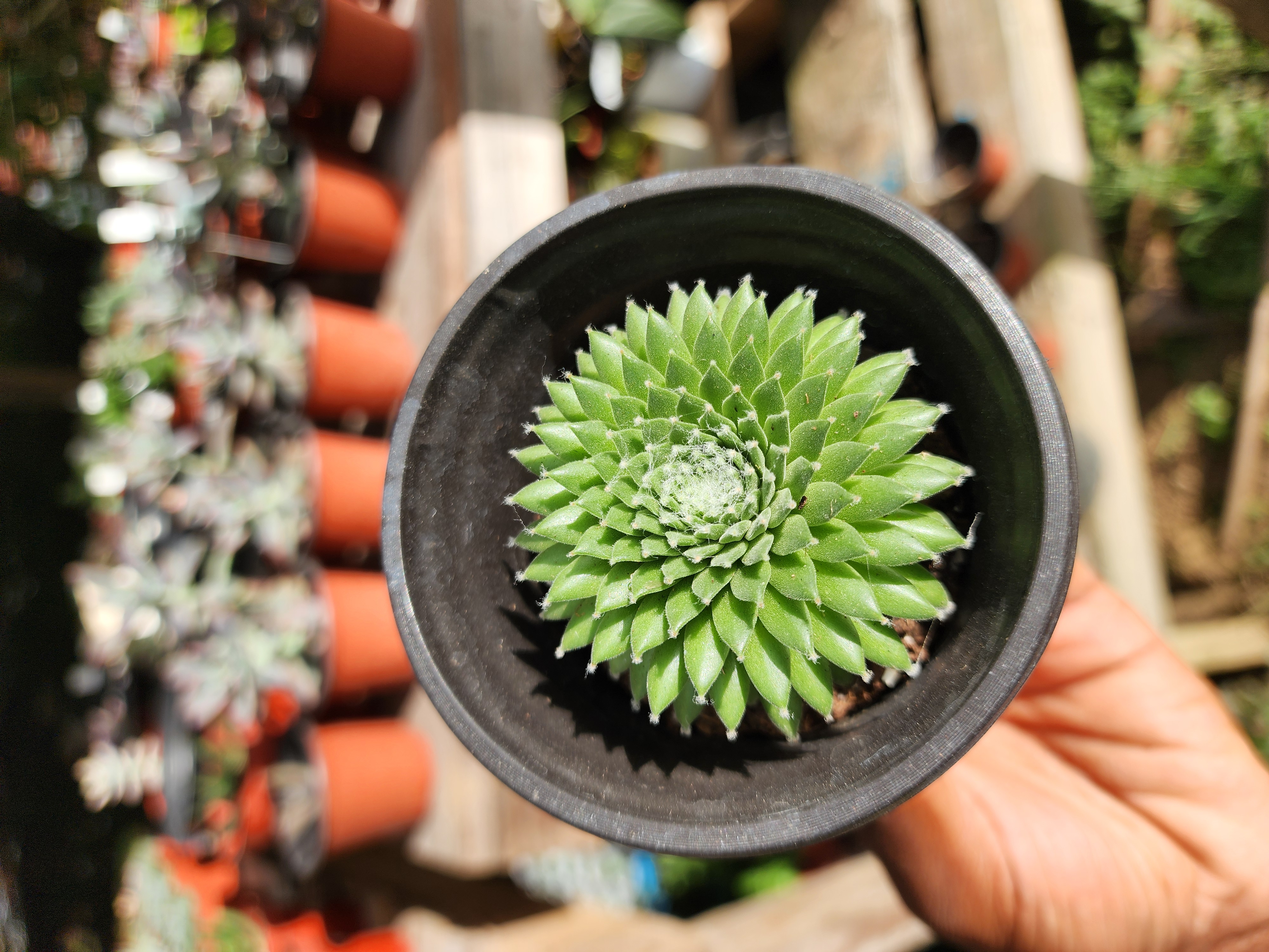 Sempervivum arachnoideum sp1