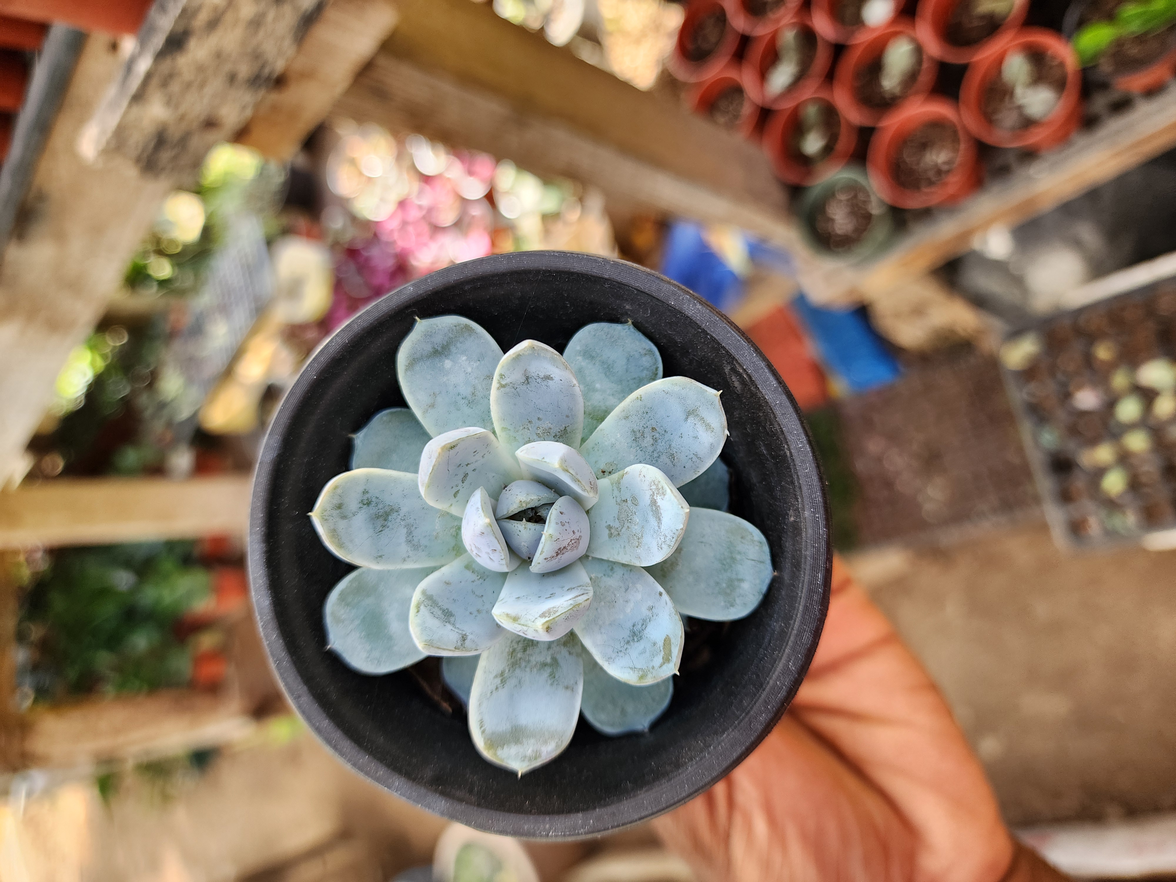 Echeveria Snow Bunny