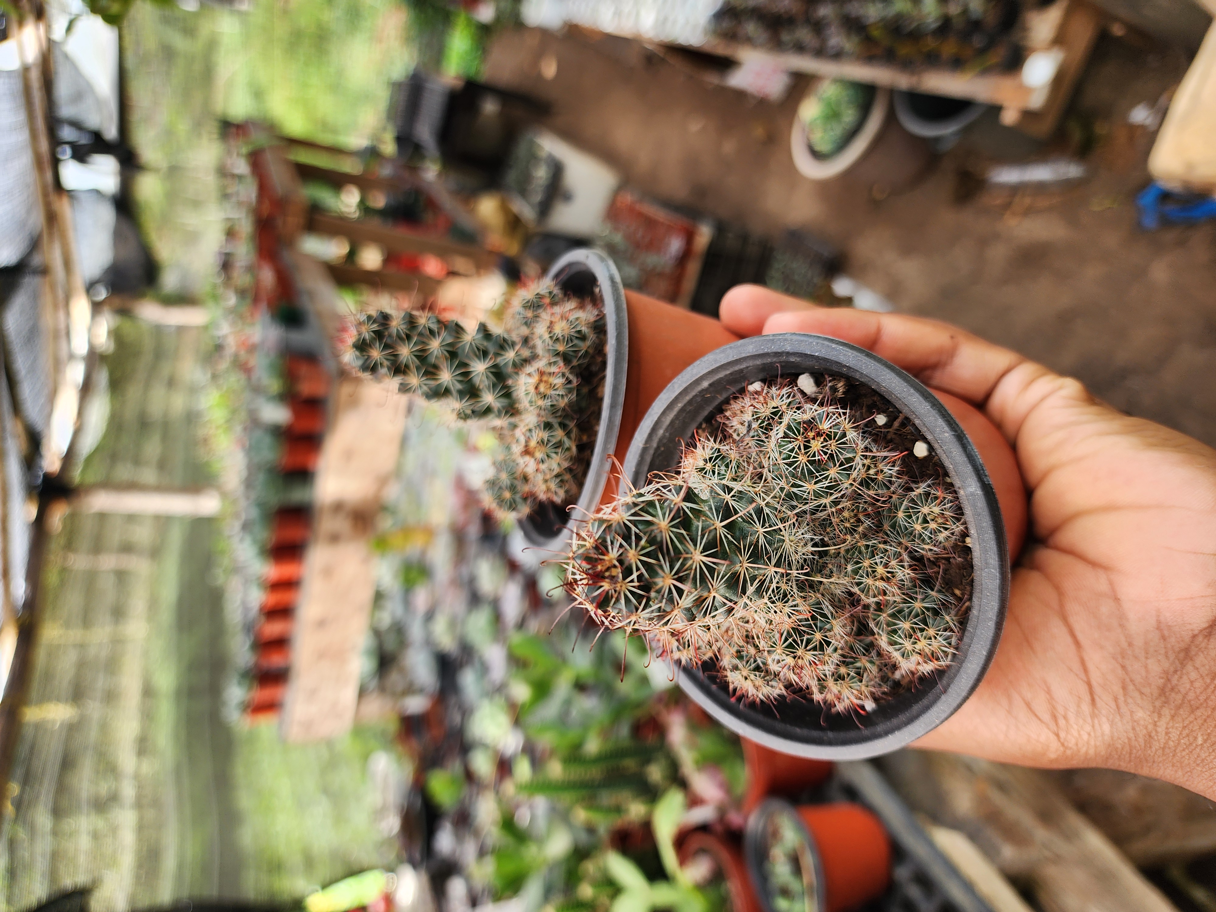 Mammillaria veluta