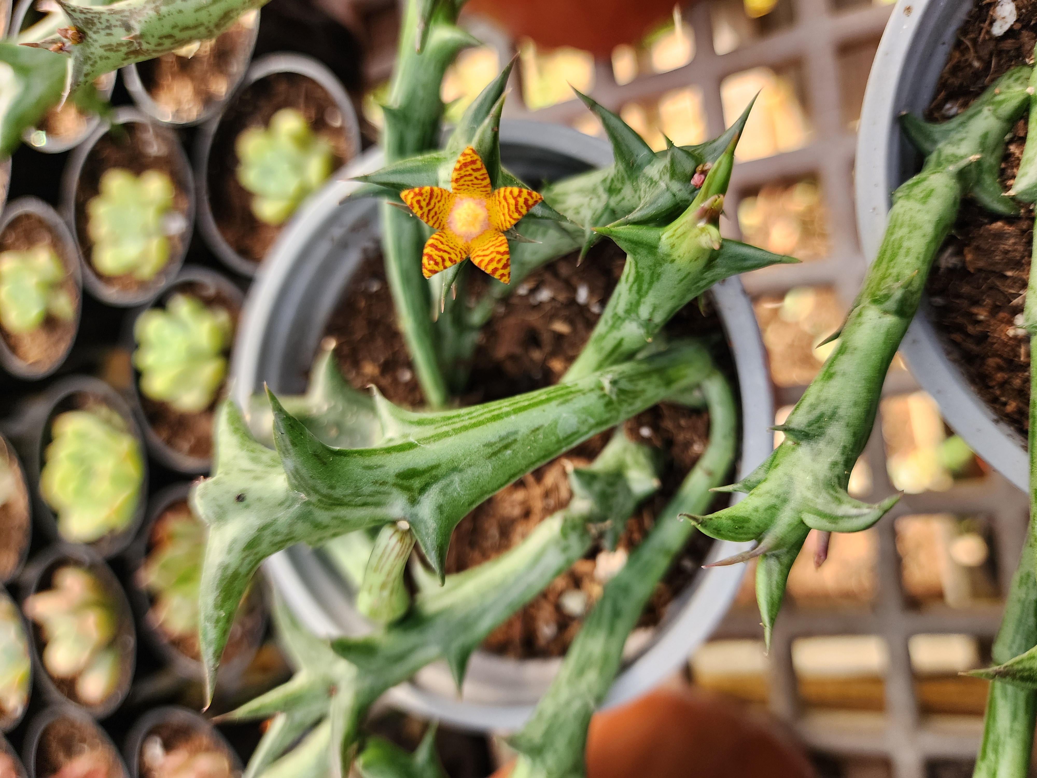 Orbea Schweinfurthii