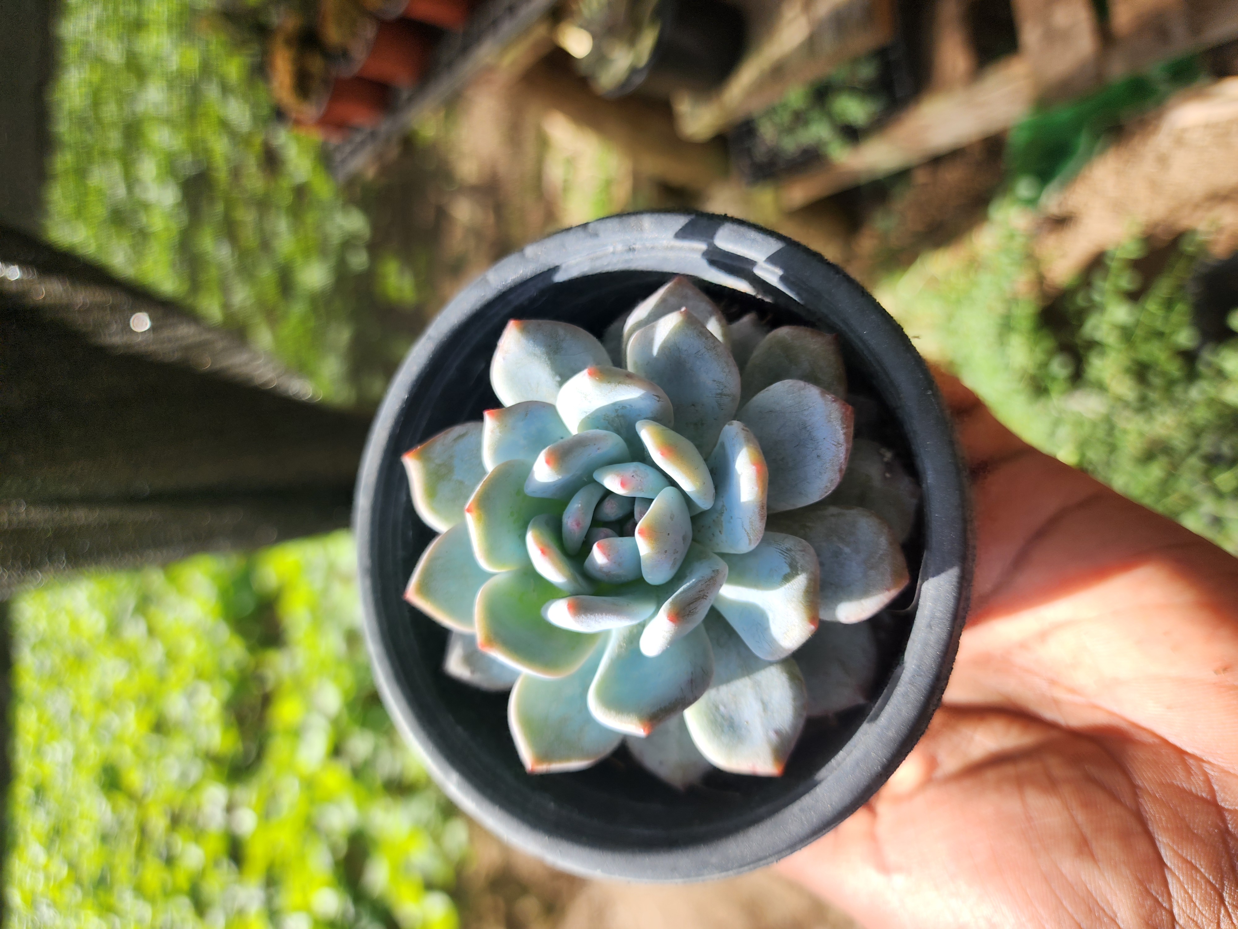 Echeveria Monroe