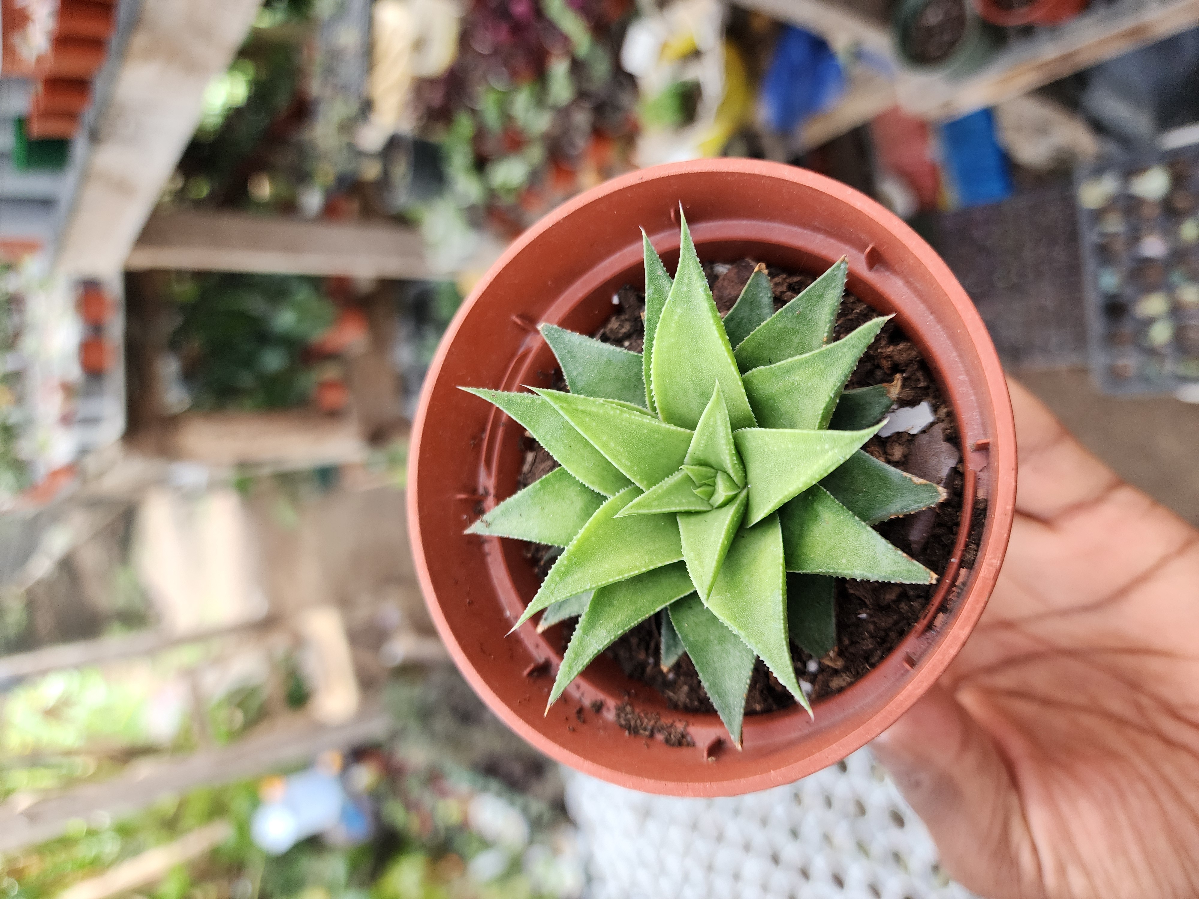 Haworthia Angustifolia Bailiss