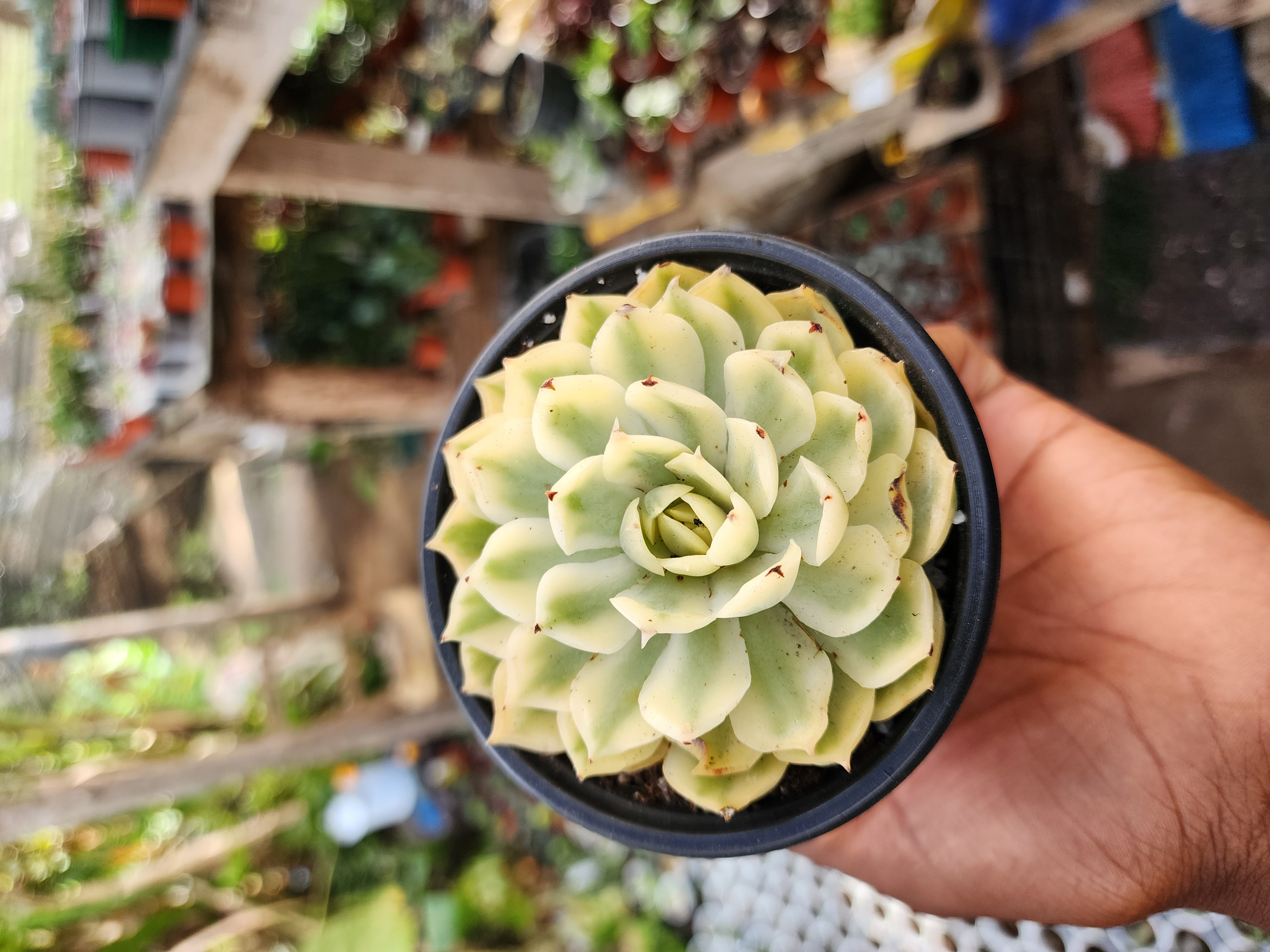 Echeveria Onslow Variegata