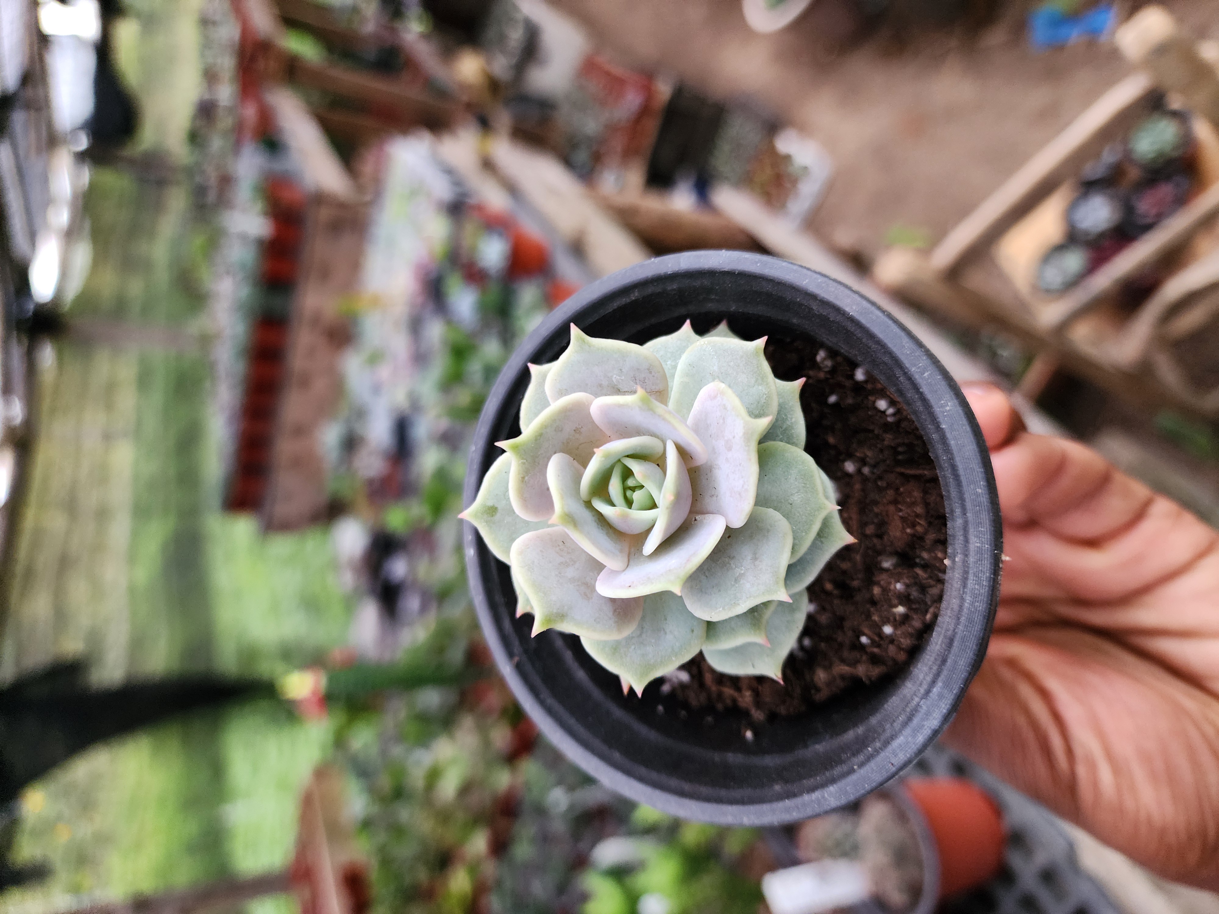 Echeveria lola