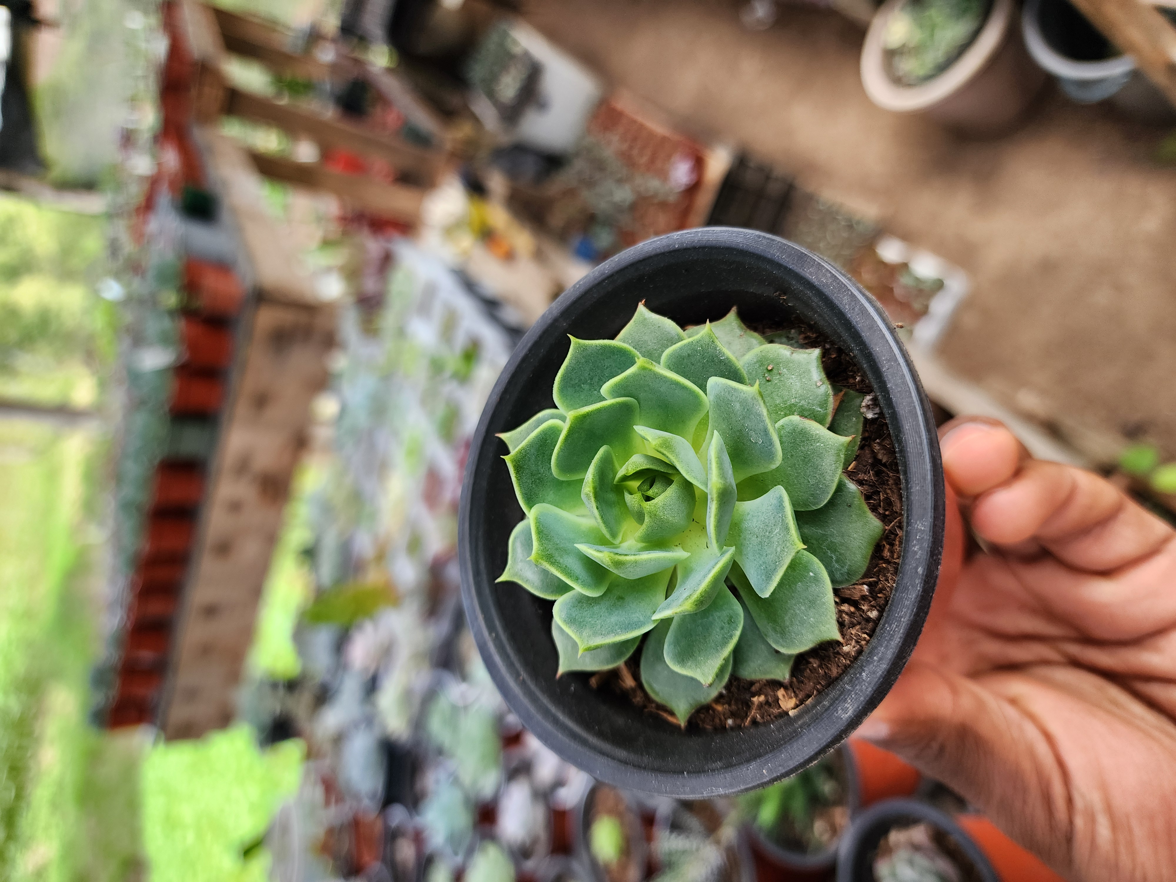 Echeveria Ramillete