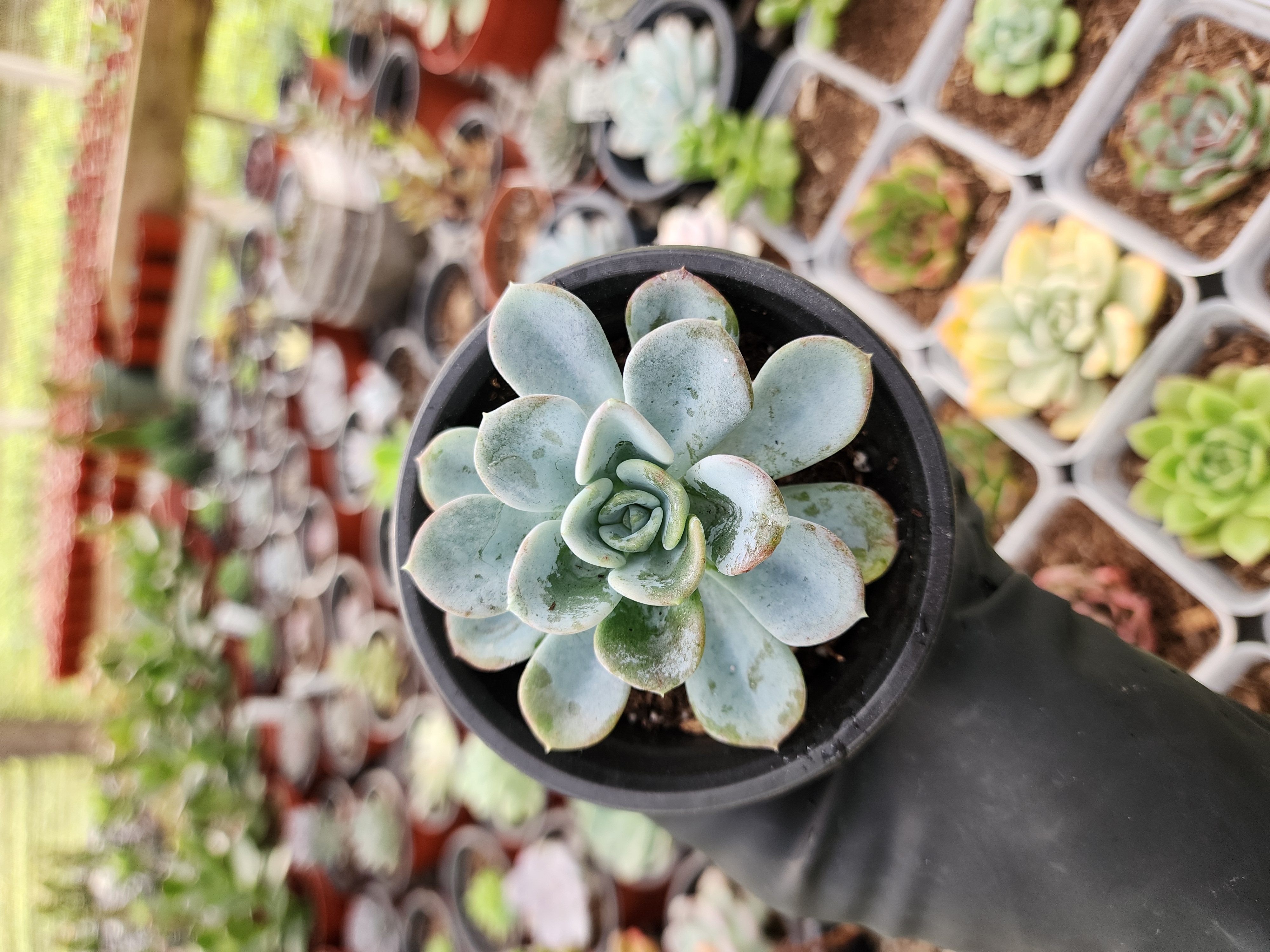 Pachyveria Orpet