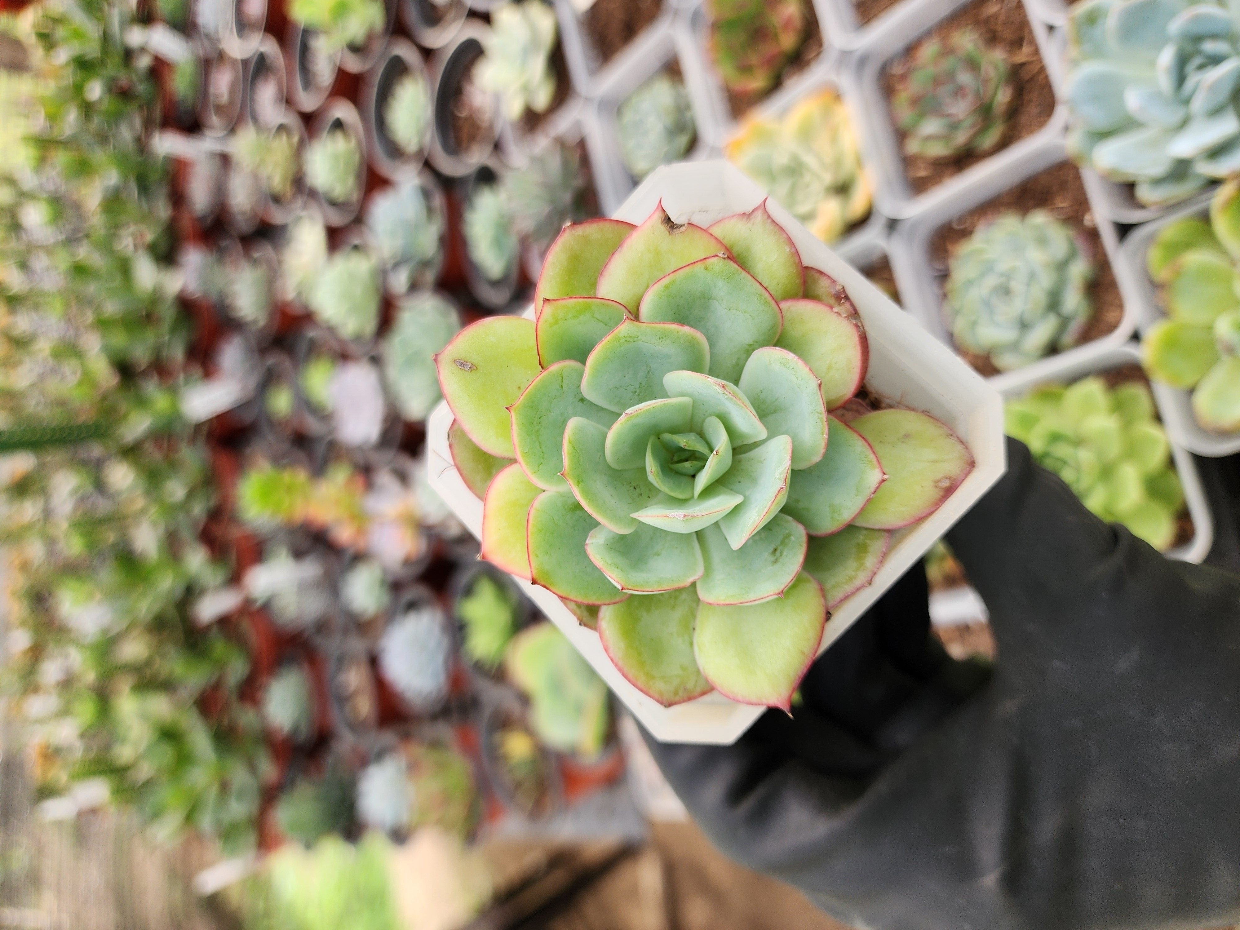 Echeveria Pulidonis