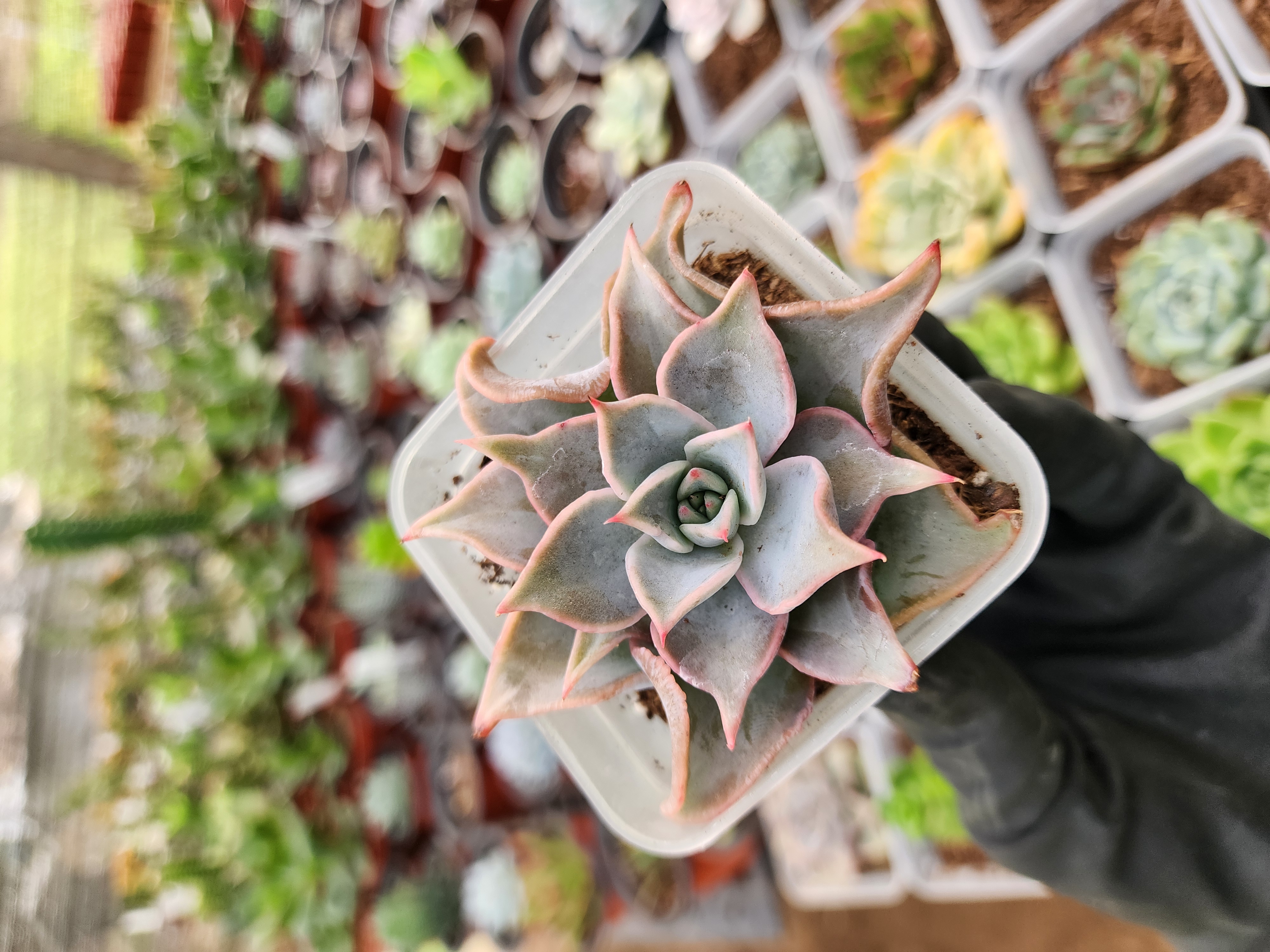 Echeveria Madiba