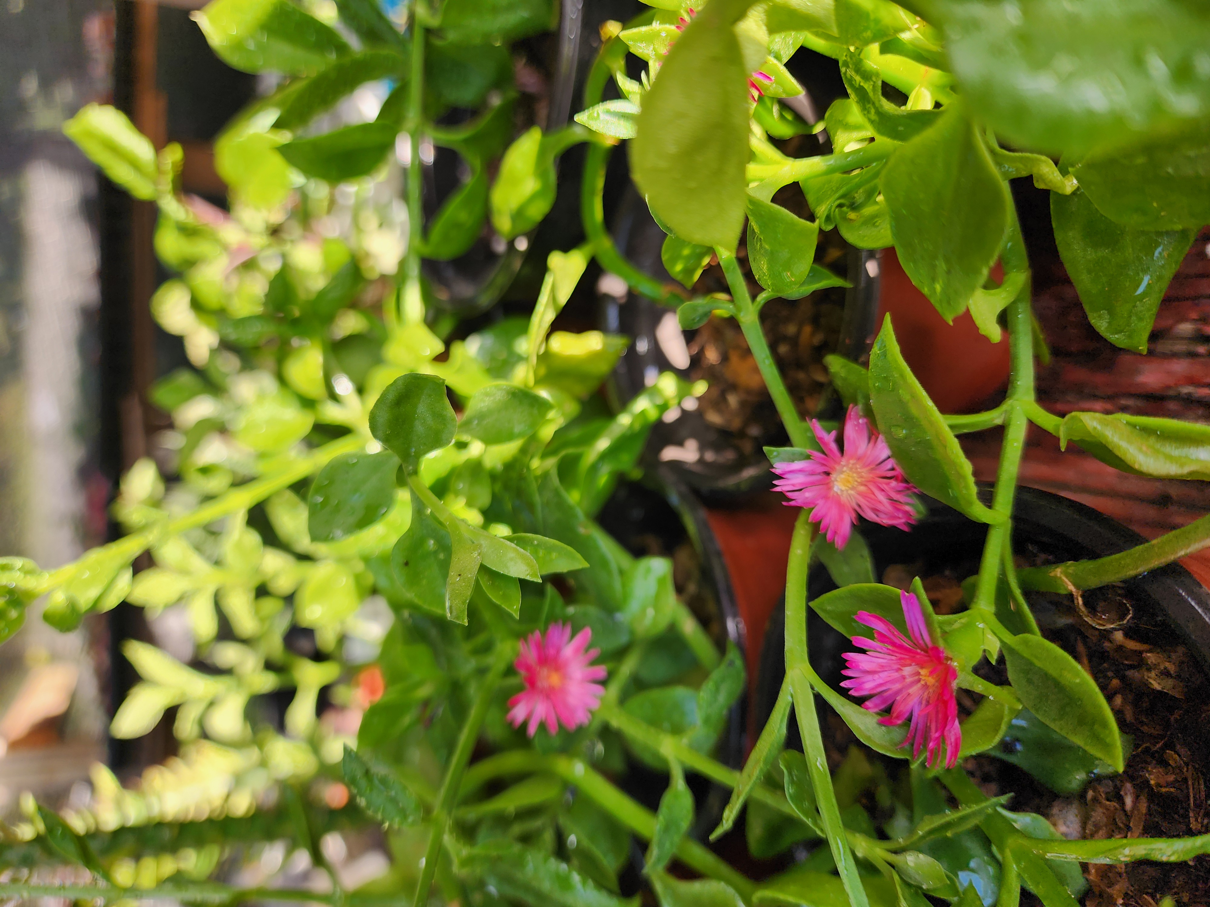 Aptenia Cordifolia &amp;quot;Rocío&amp;quot;