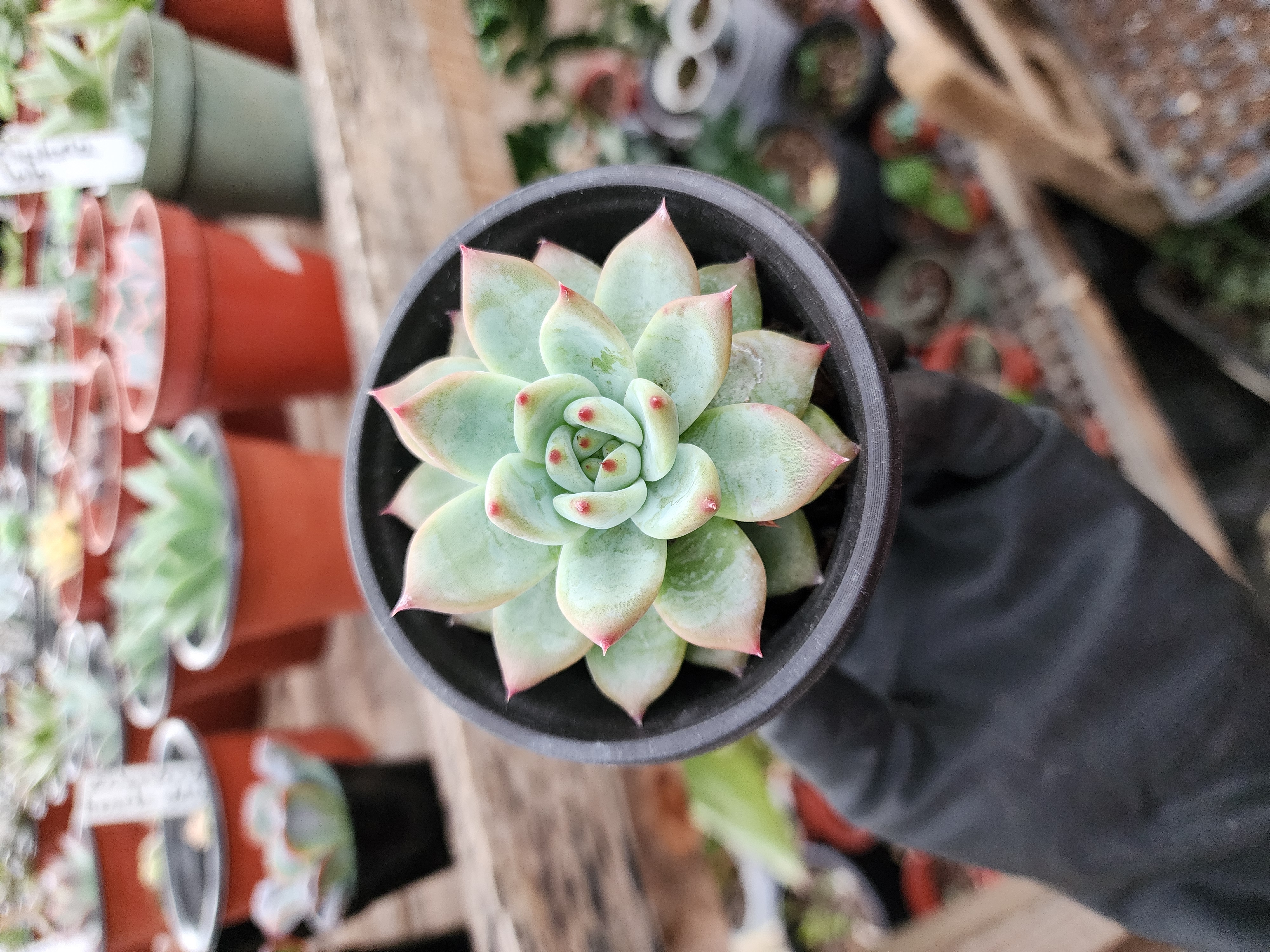Echeveria Colorata