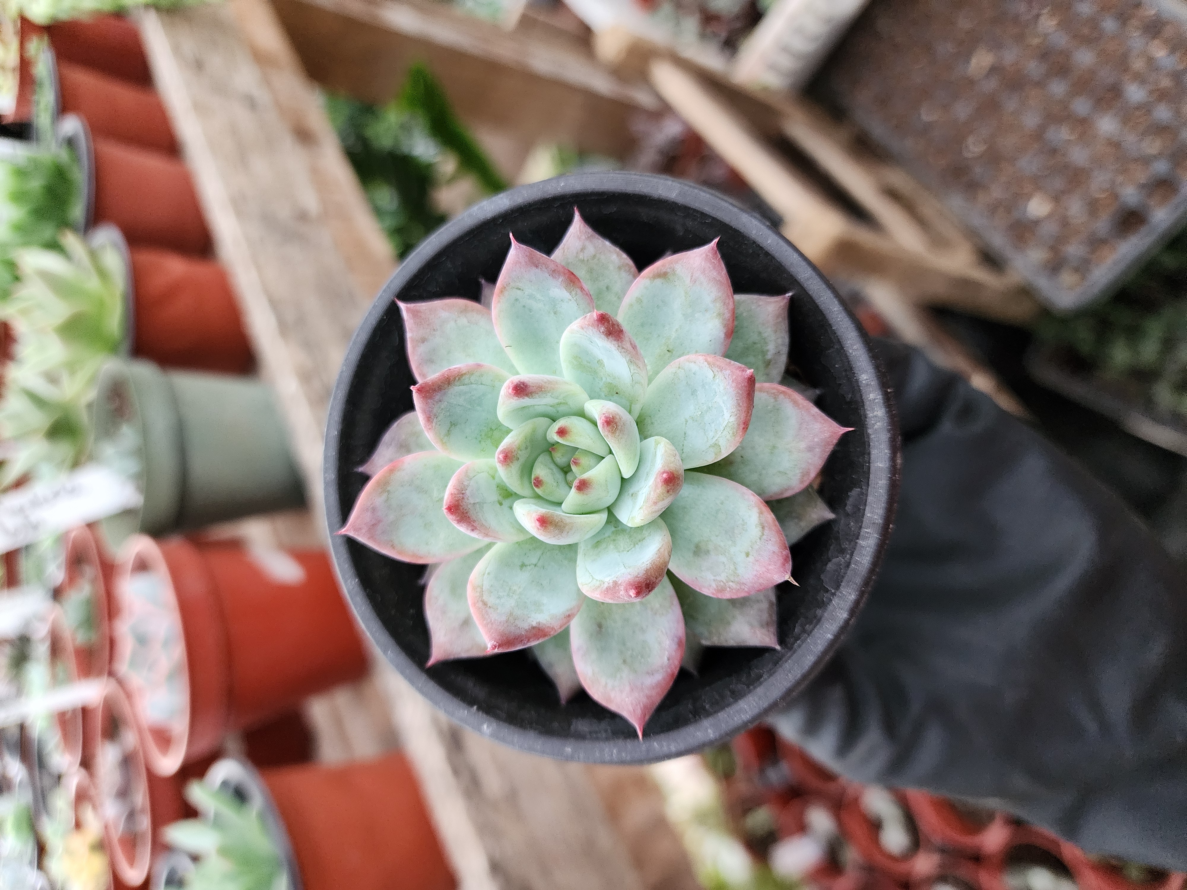 Echeveria Colorata Tapalpa