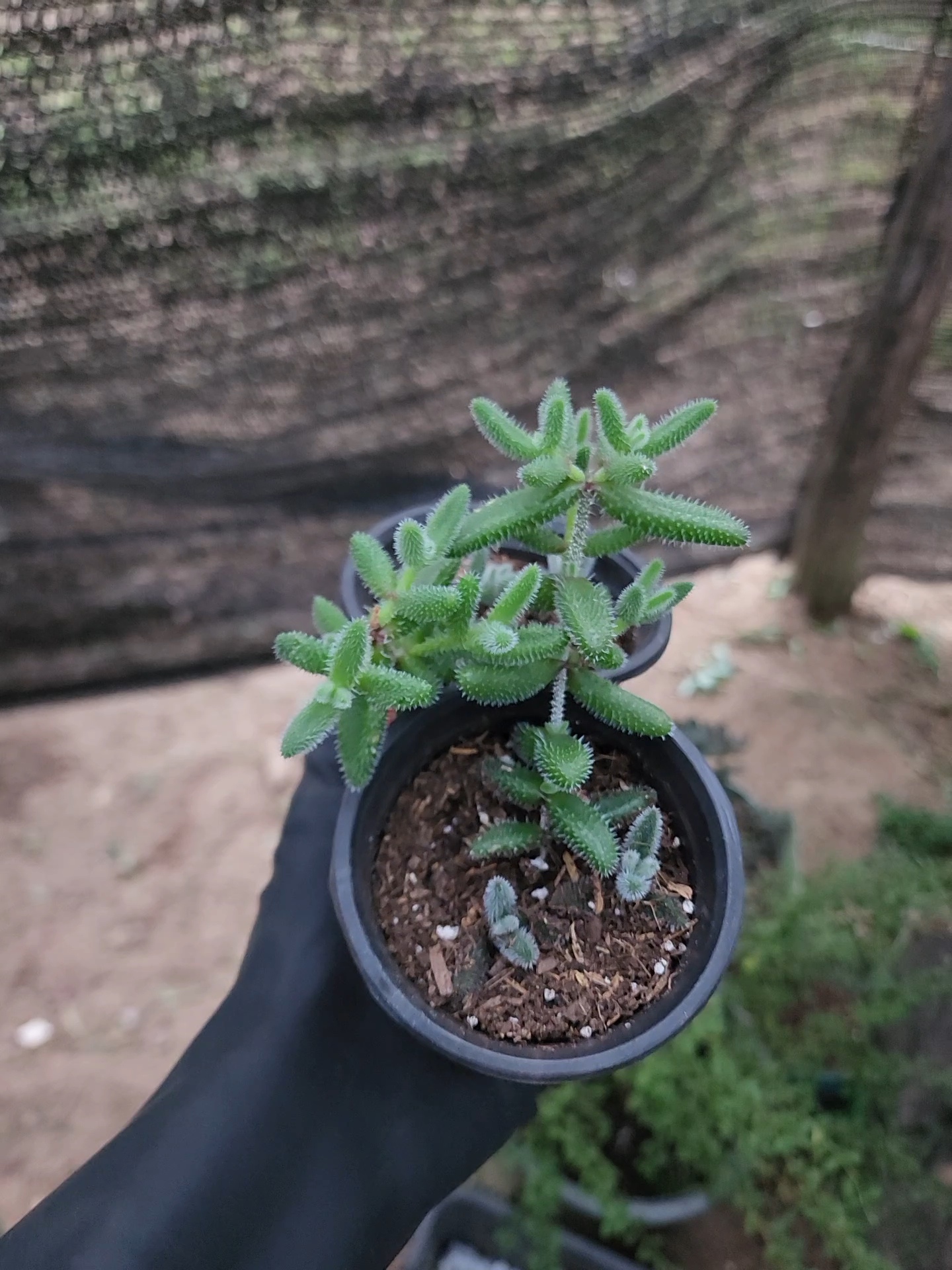 Delosperma Echinatum