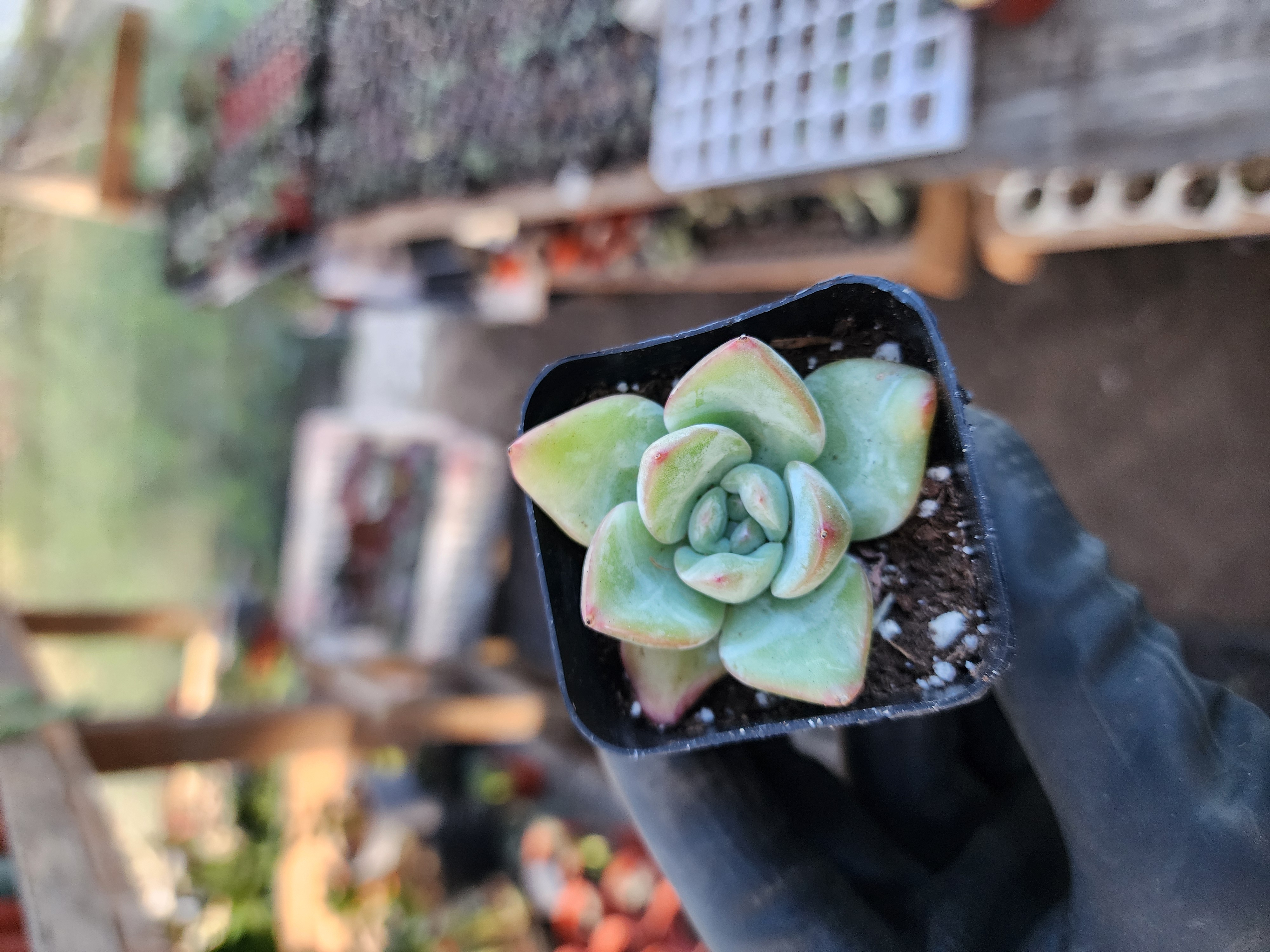 Suculenta Coreana