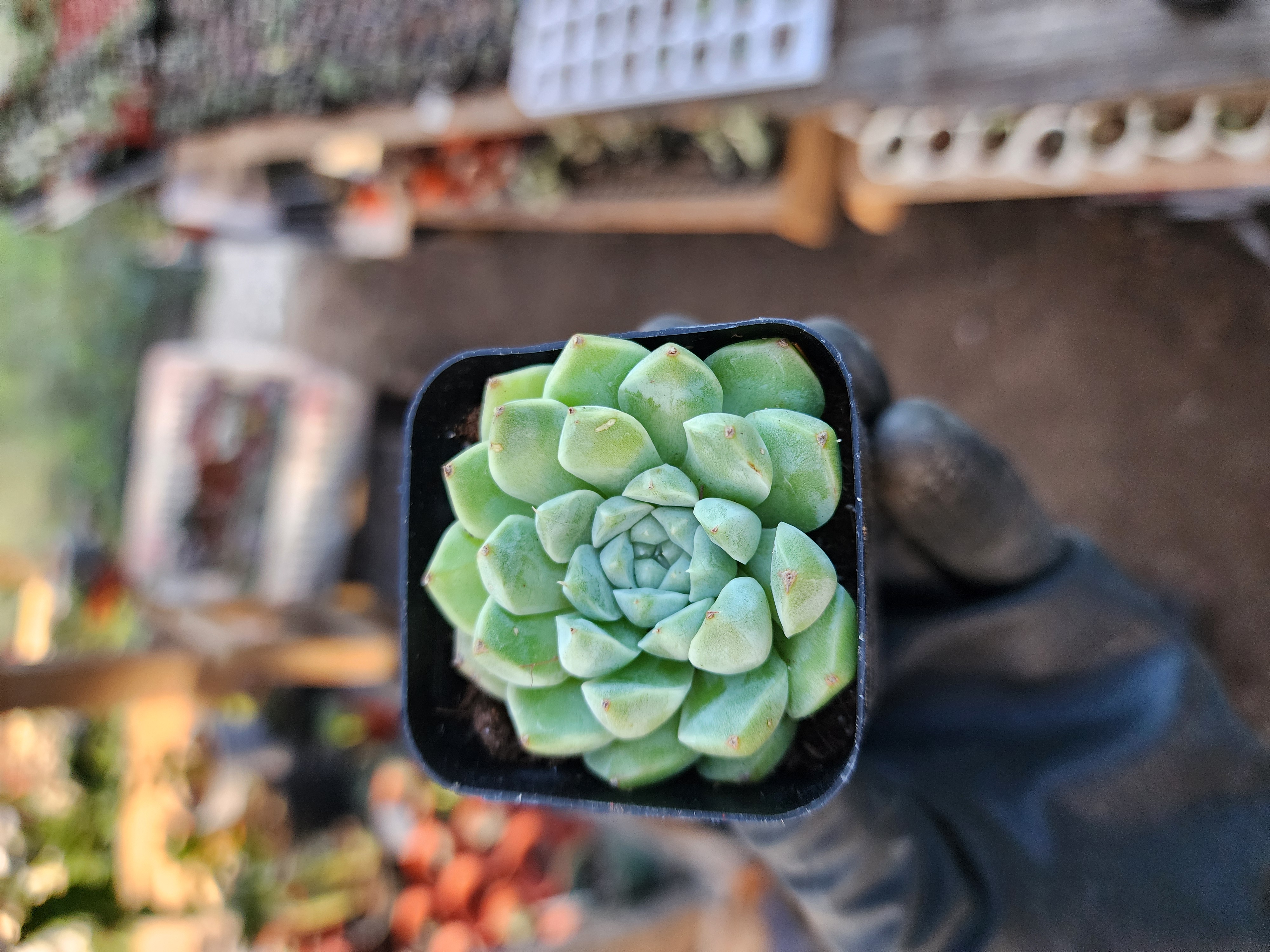 Suculenta Coreana