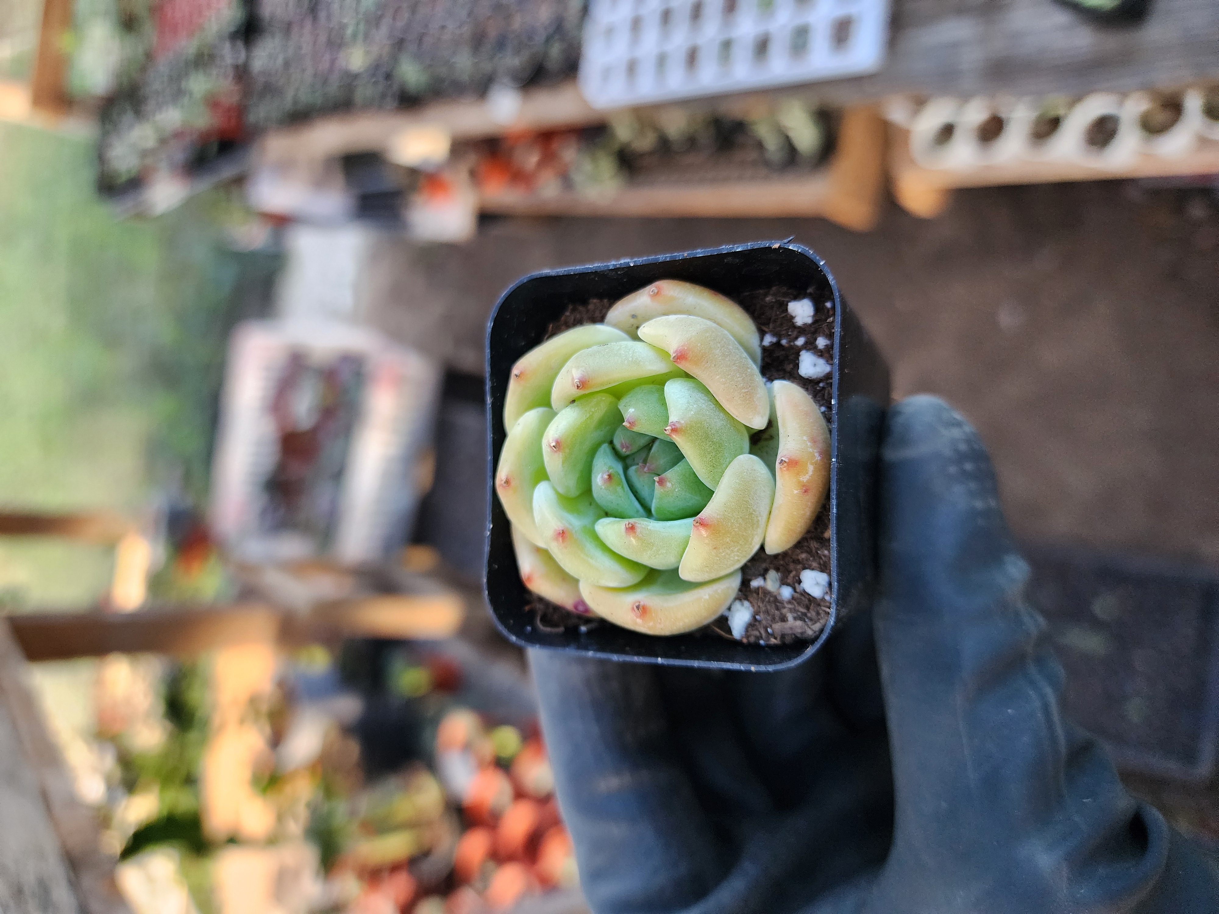 Suculenta Coreana