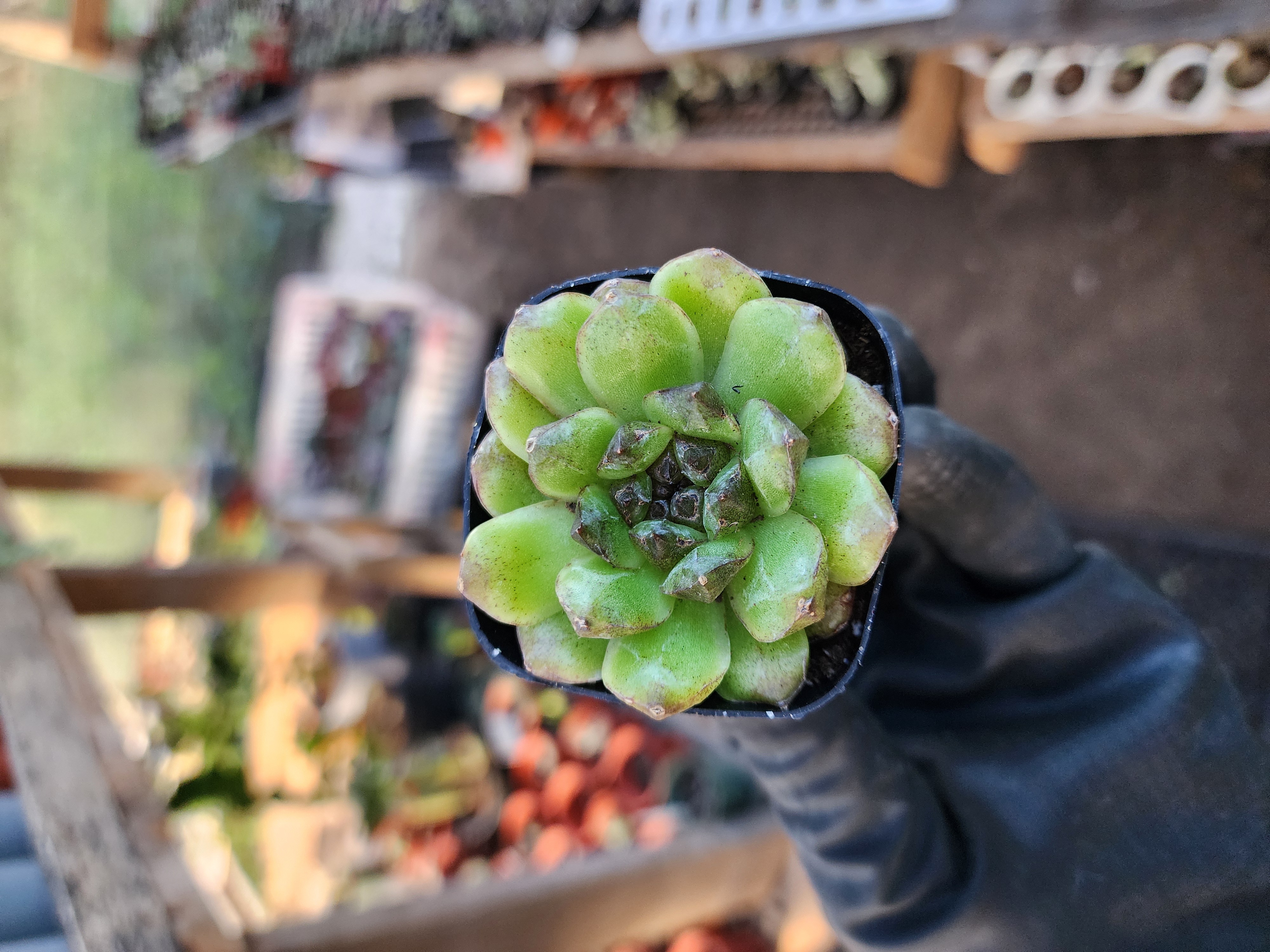 Suculenta Coreana