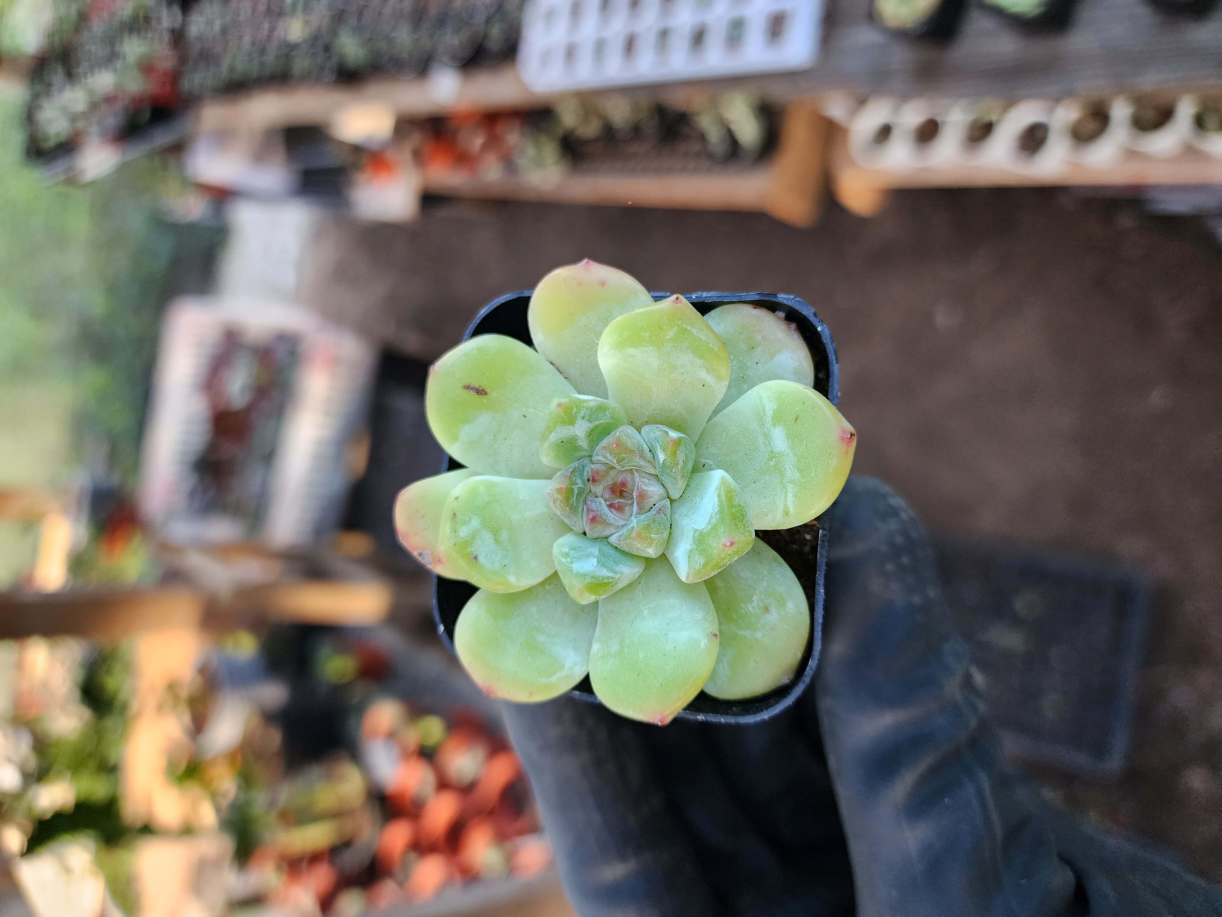 Suculenta Coreana