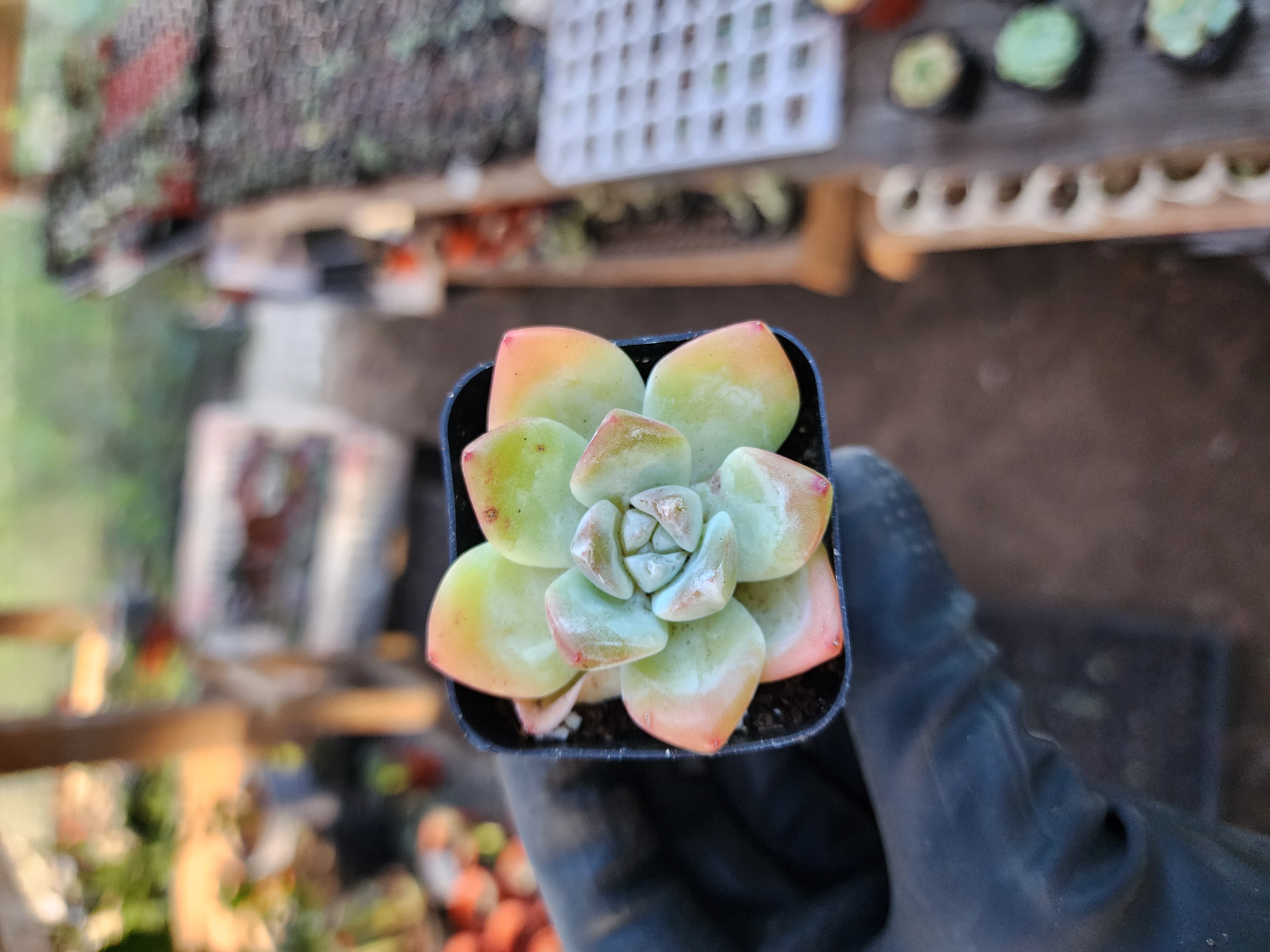 Suculenta Coreana
