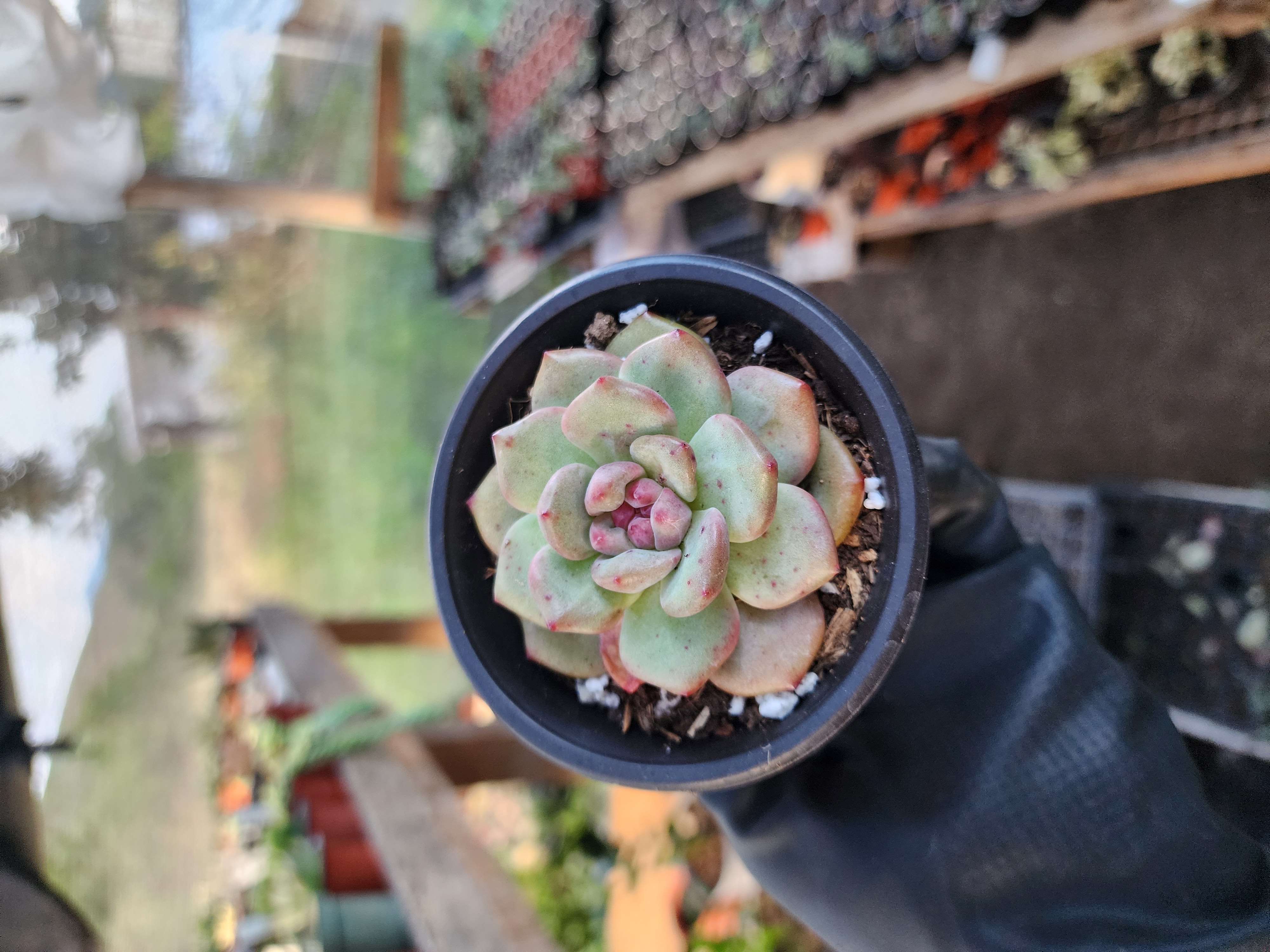 Suculenta Coreana