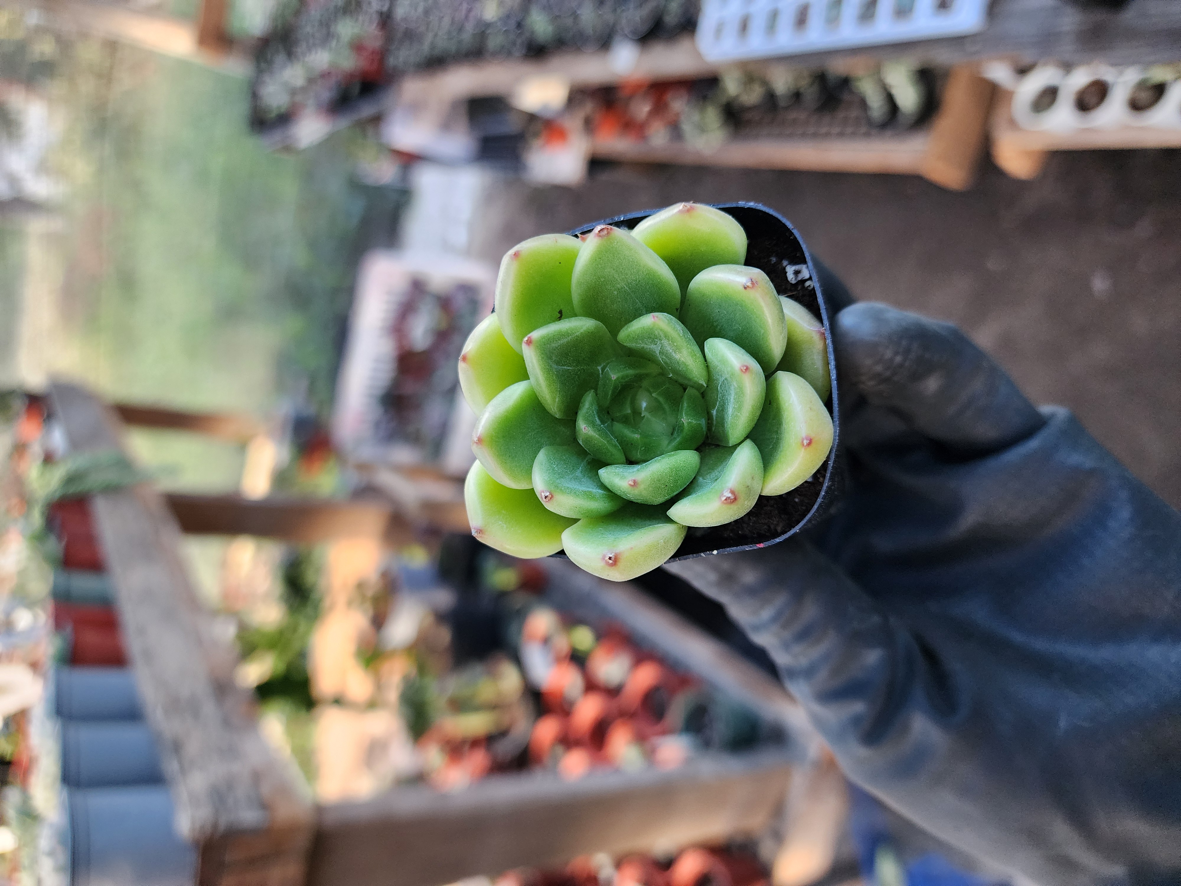 Suculenta Coreana