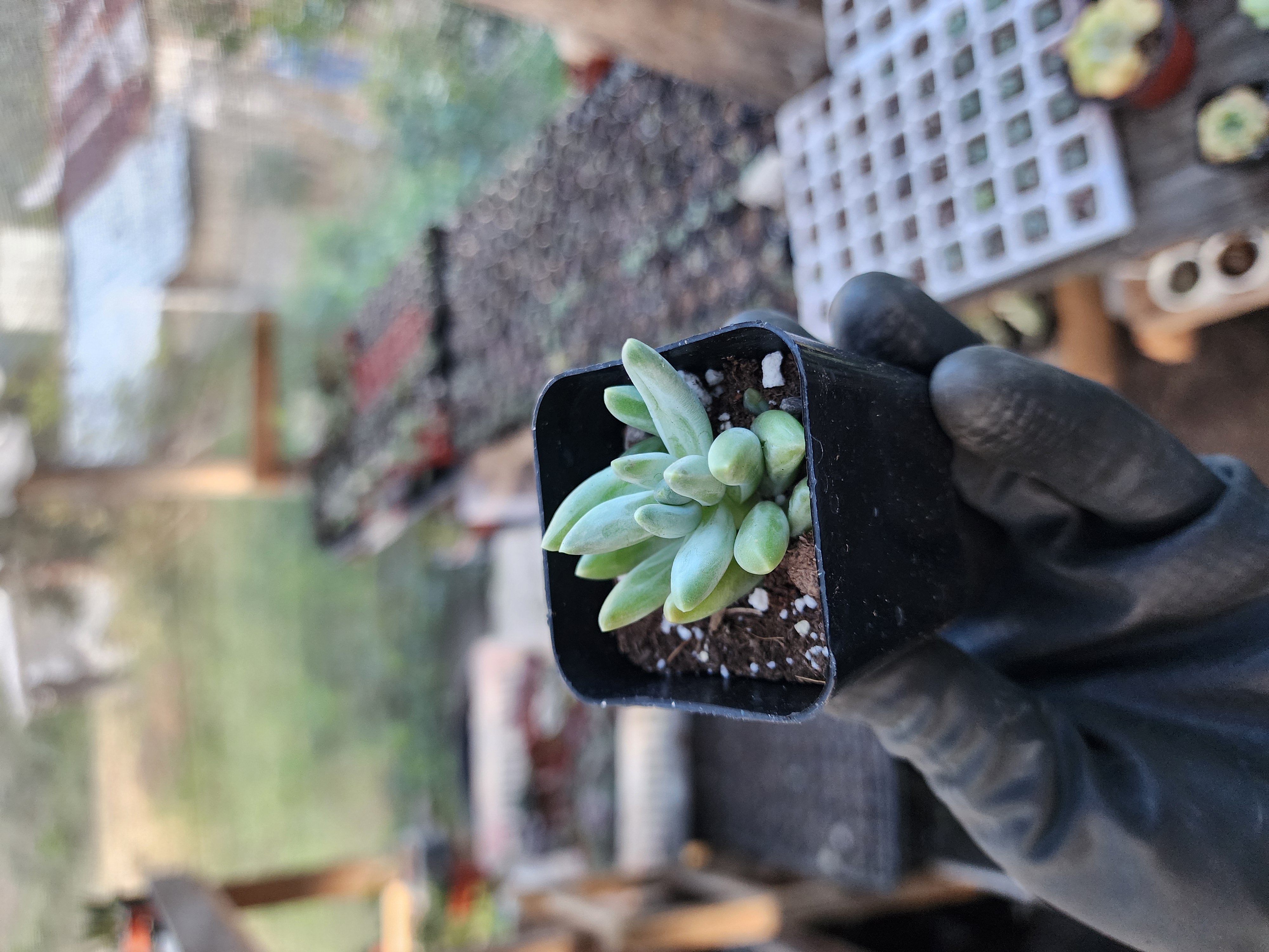 Suculenta Coreana