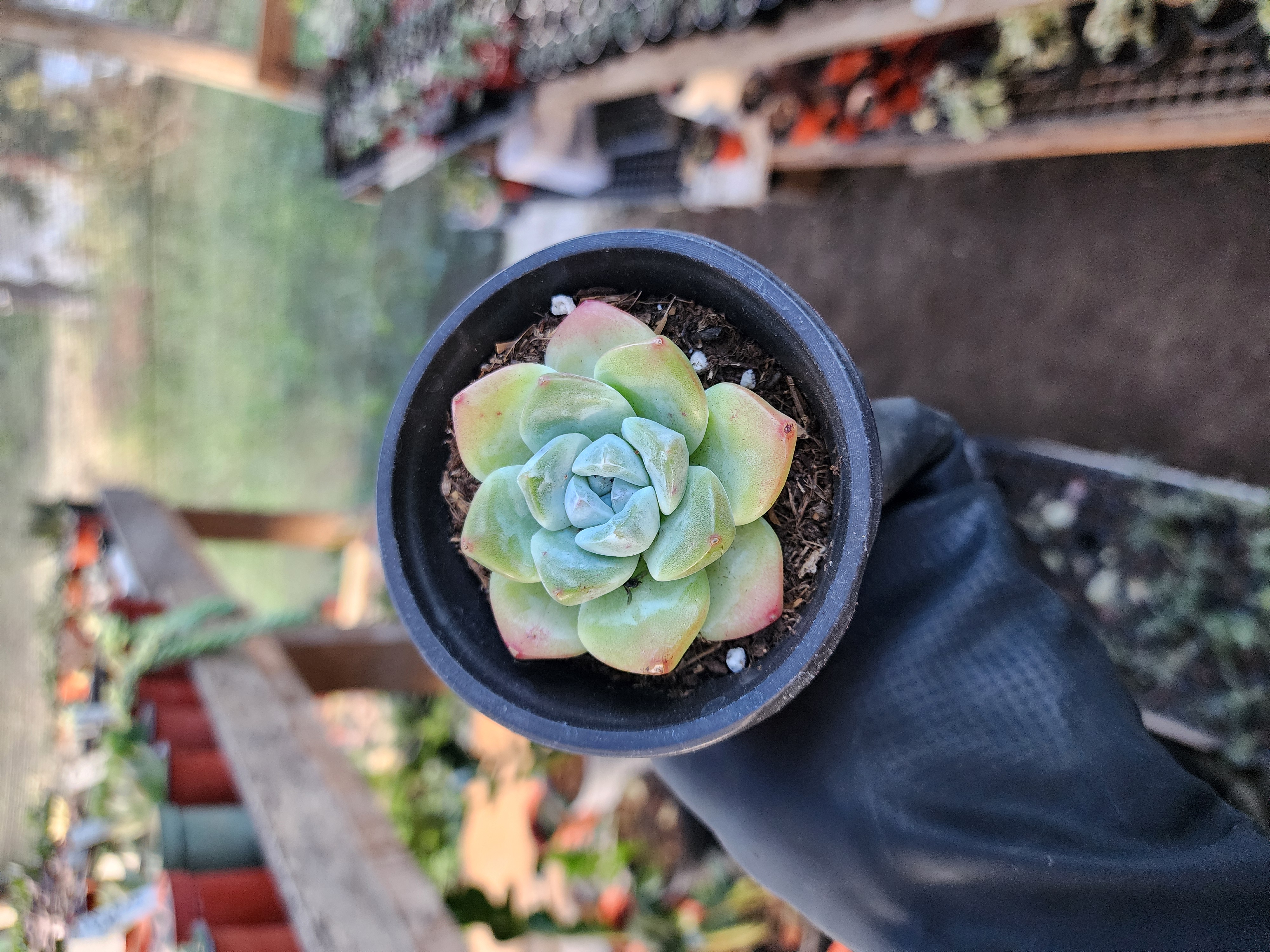 Suculenta Coreana