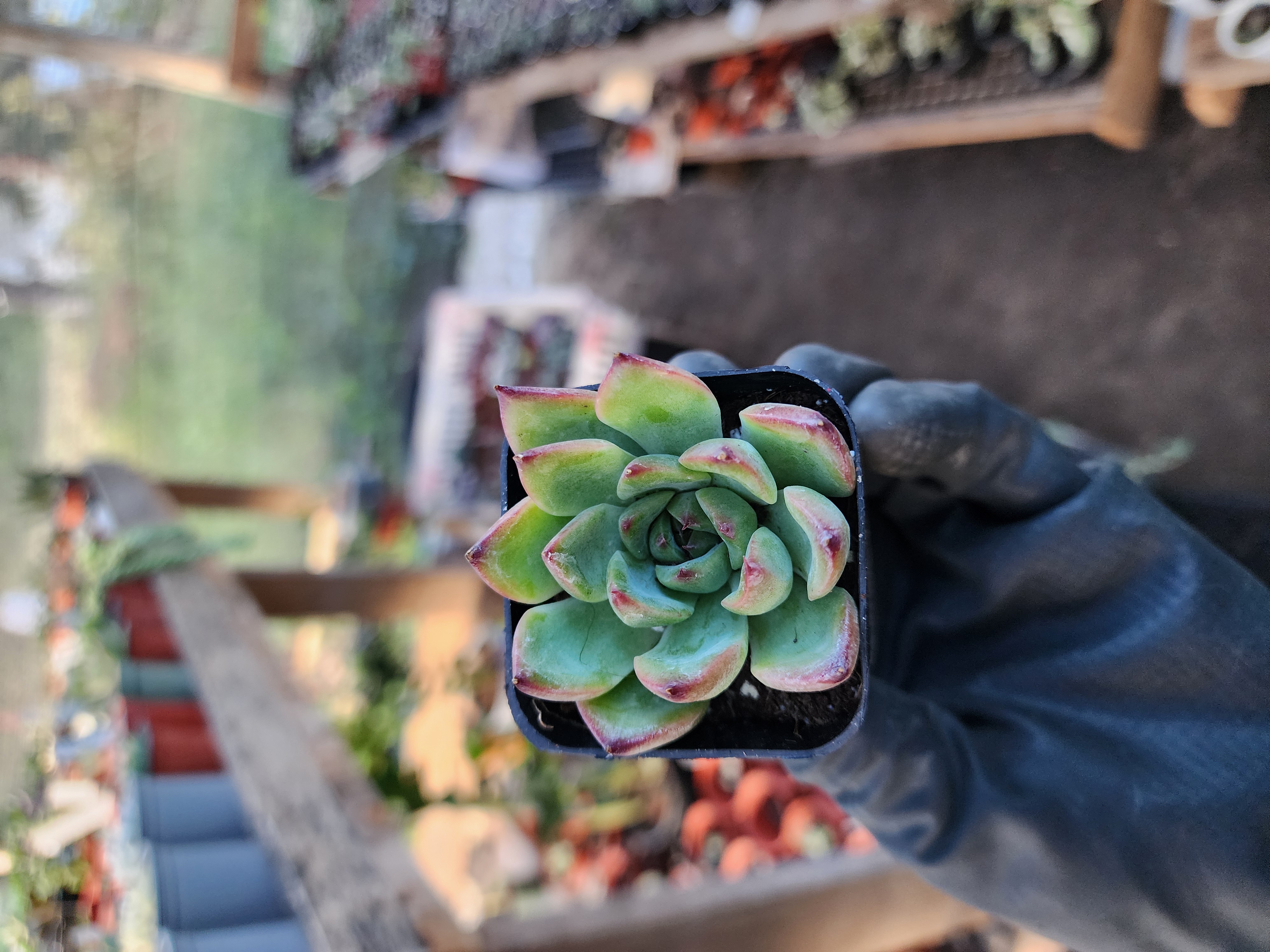 Suculenta Coreana