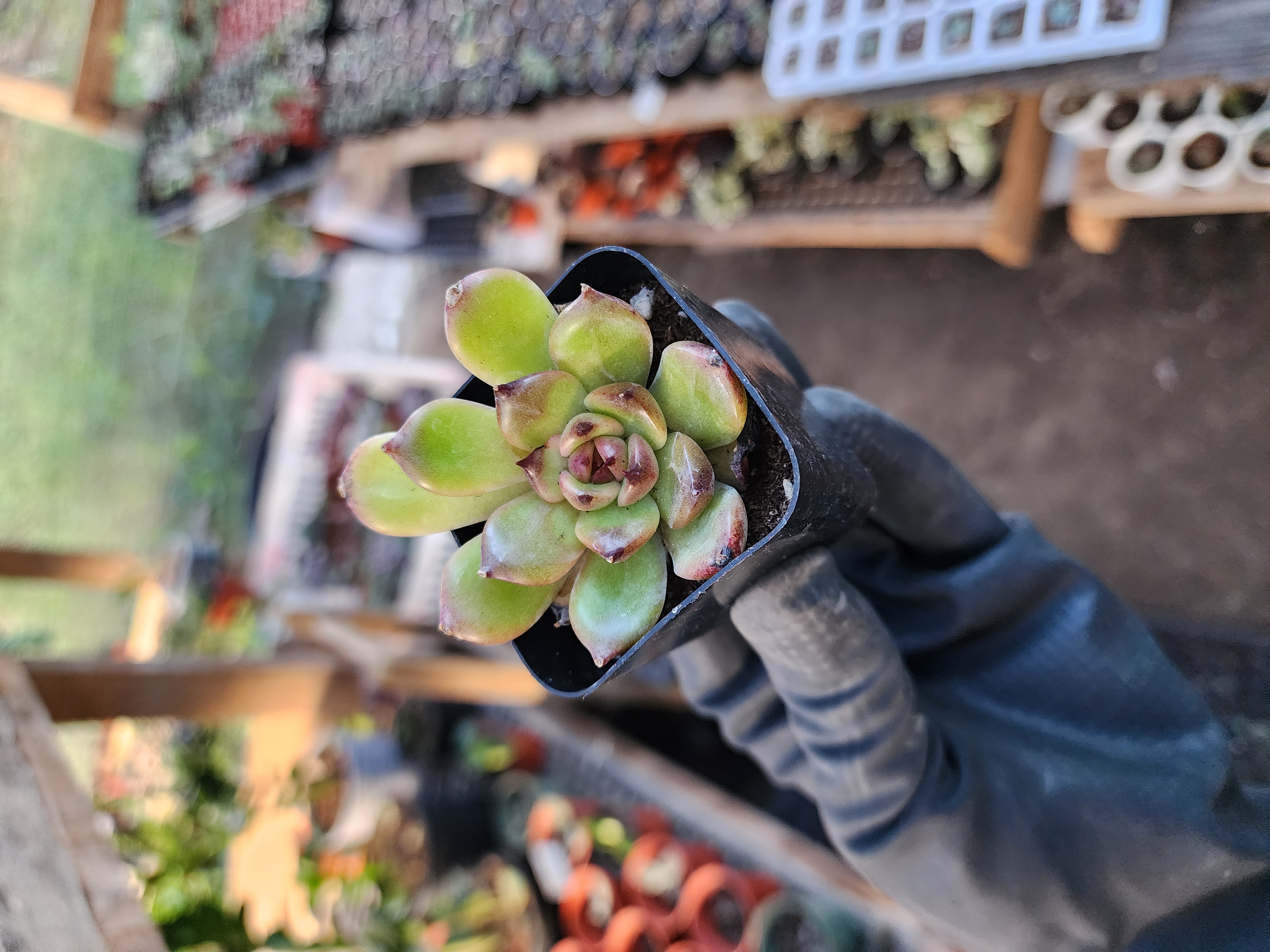 Suculenta Coreana