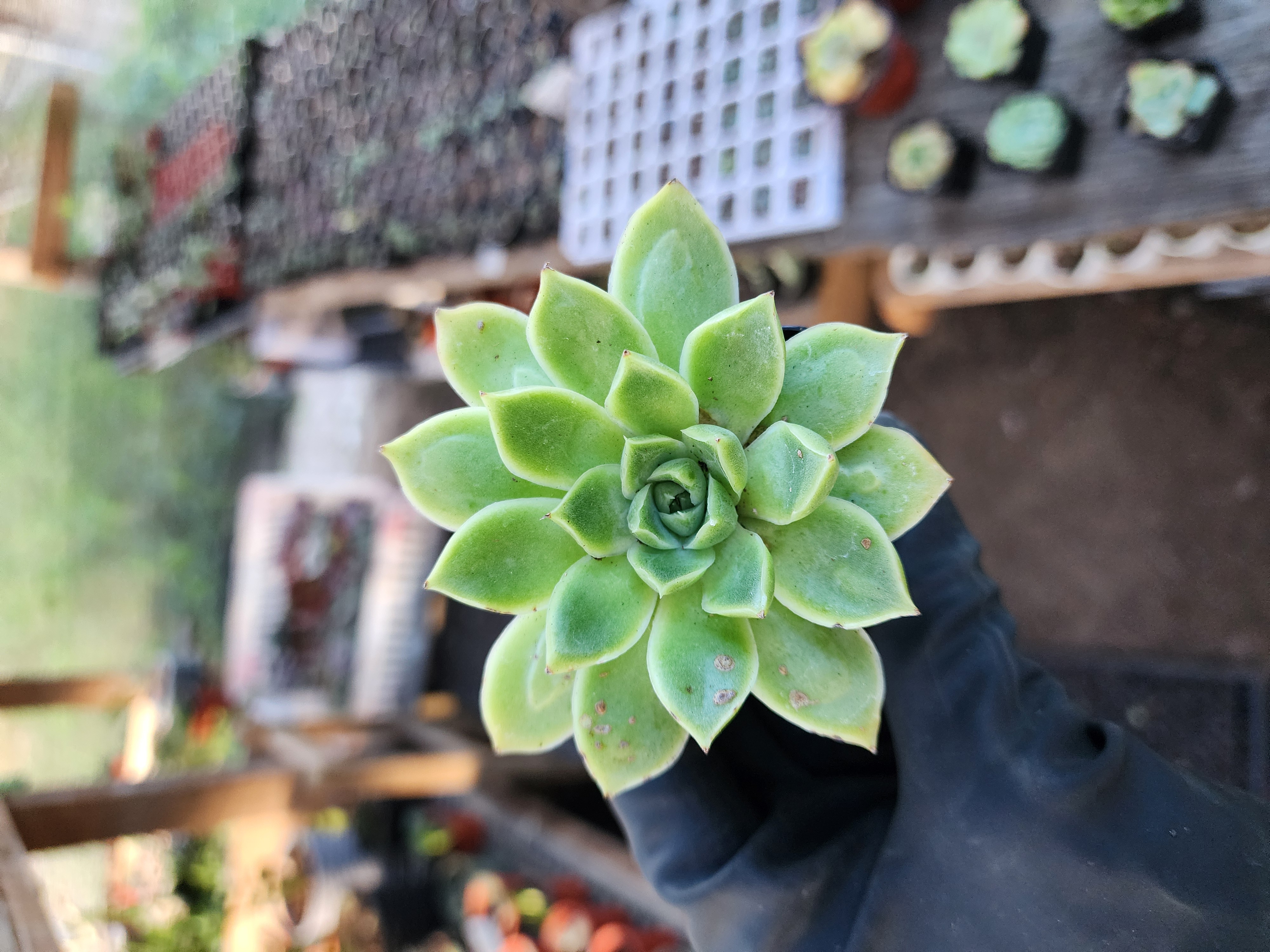 Suculenta Coreana