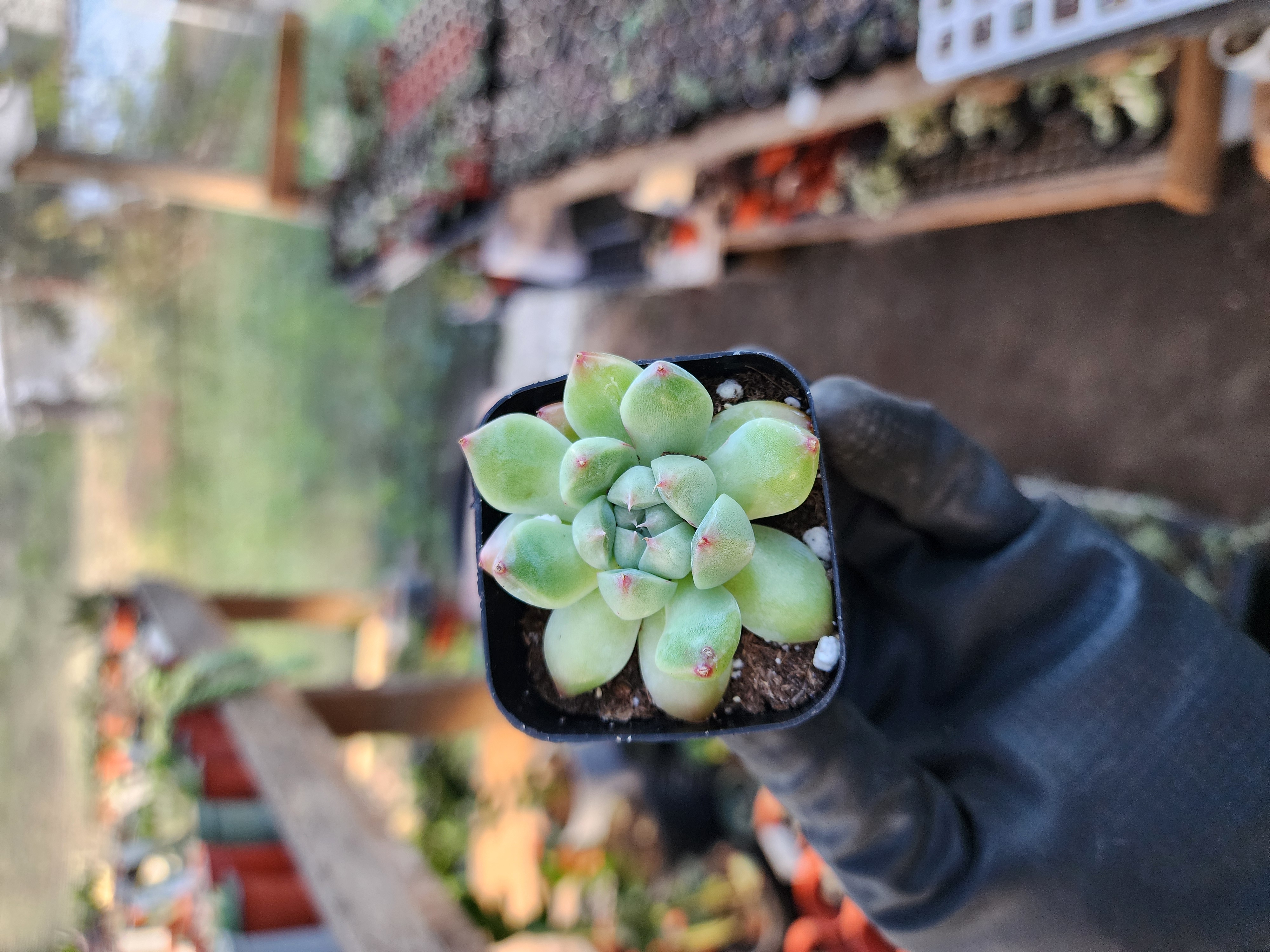 Suculenta Coreana