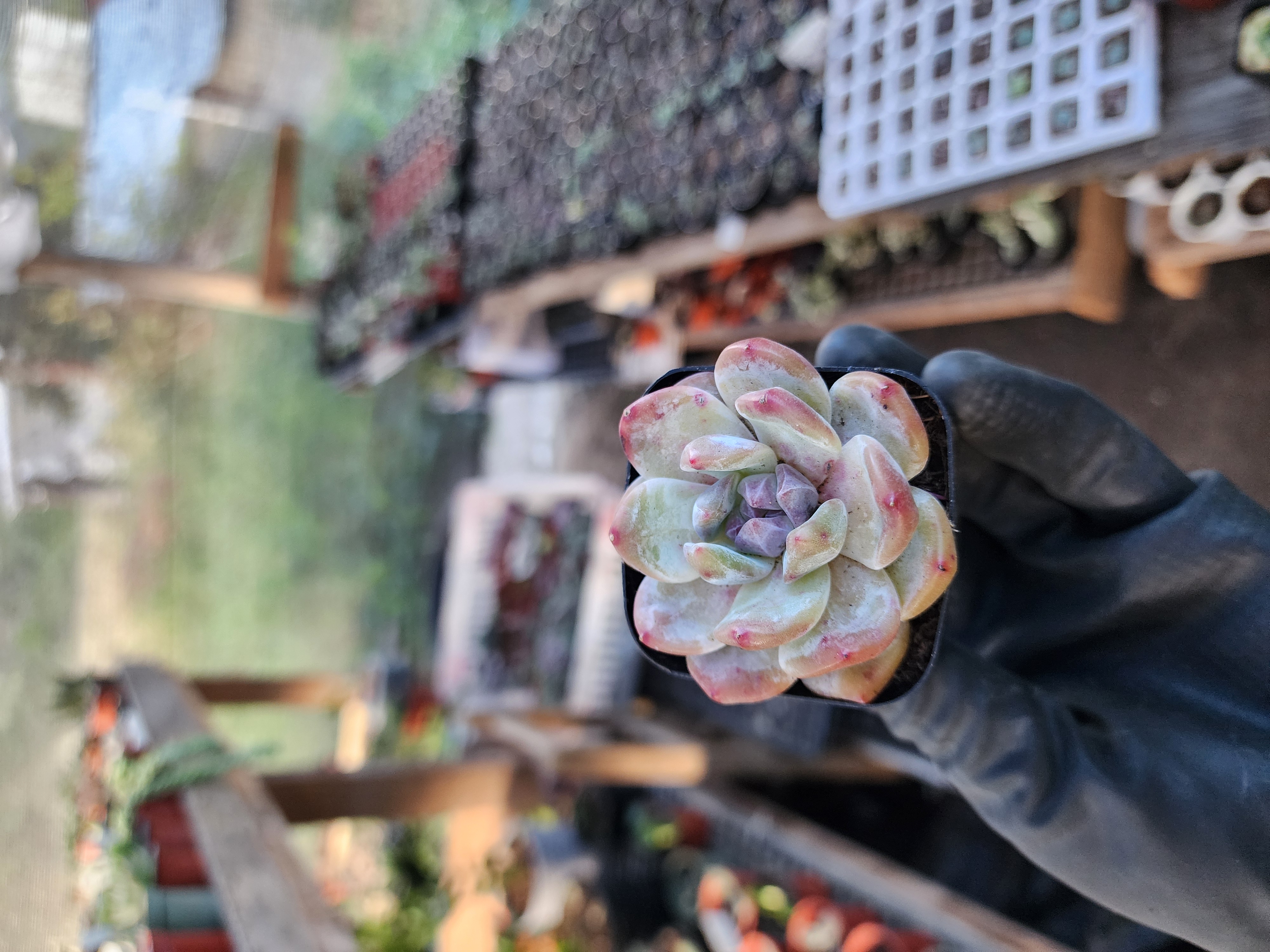 Suculenta Coreana