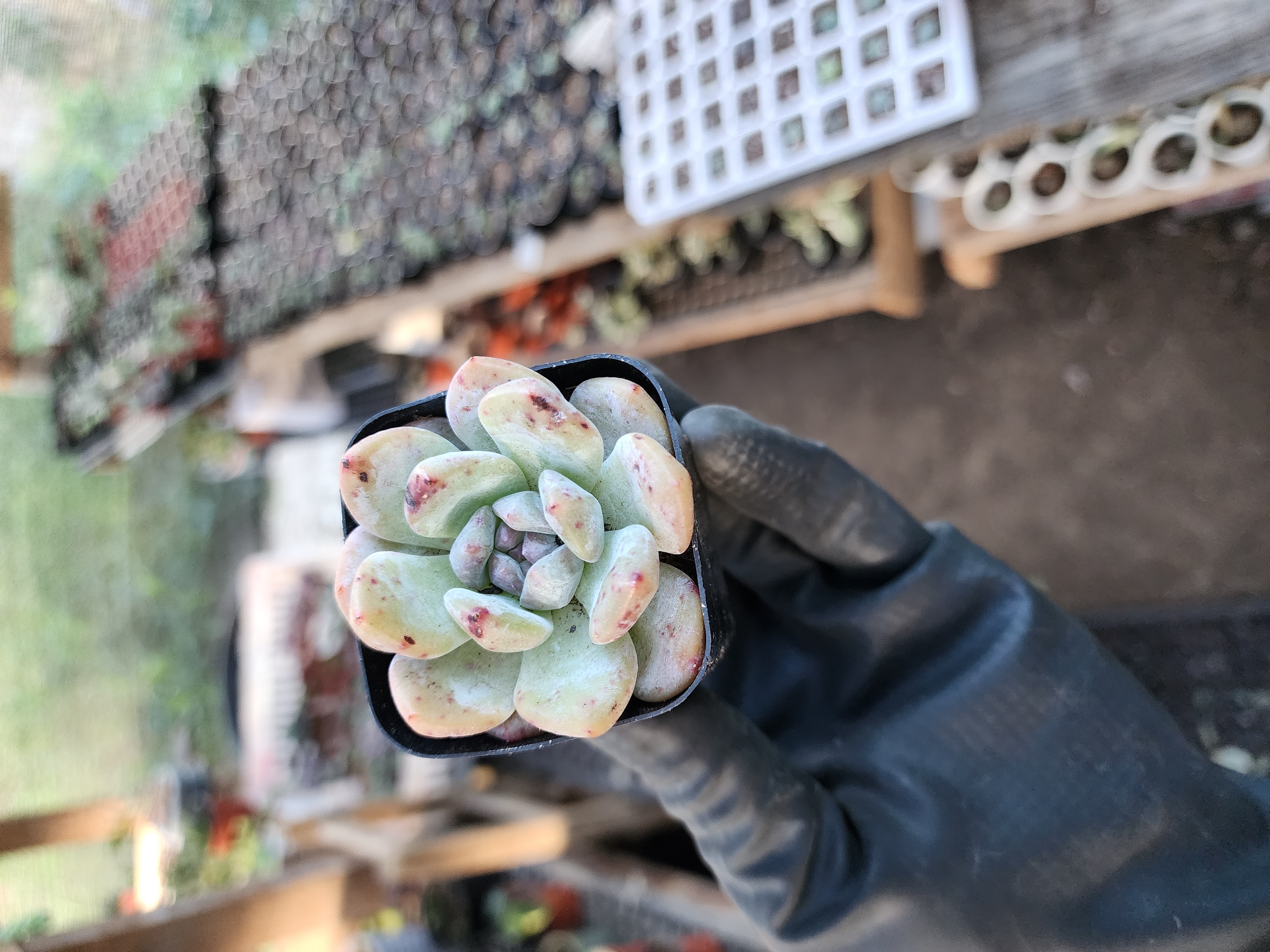 Suculenta Coreana